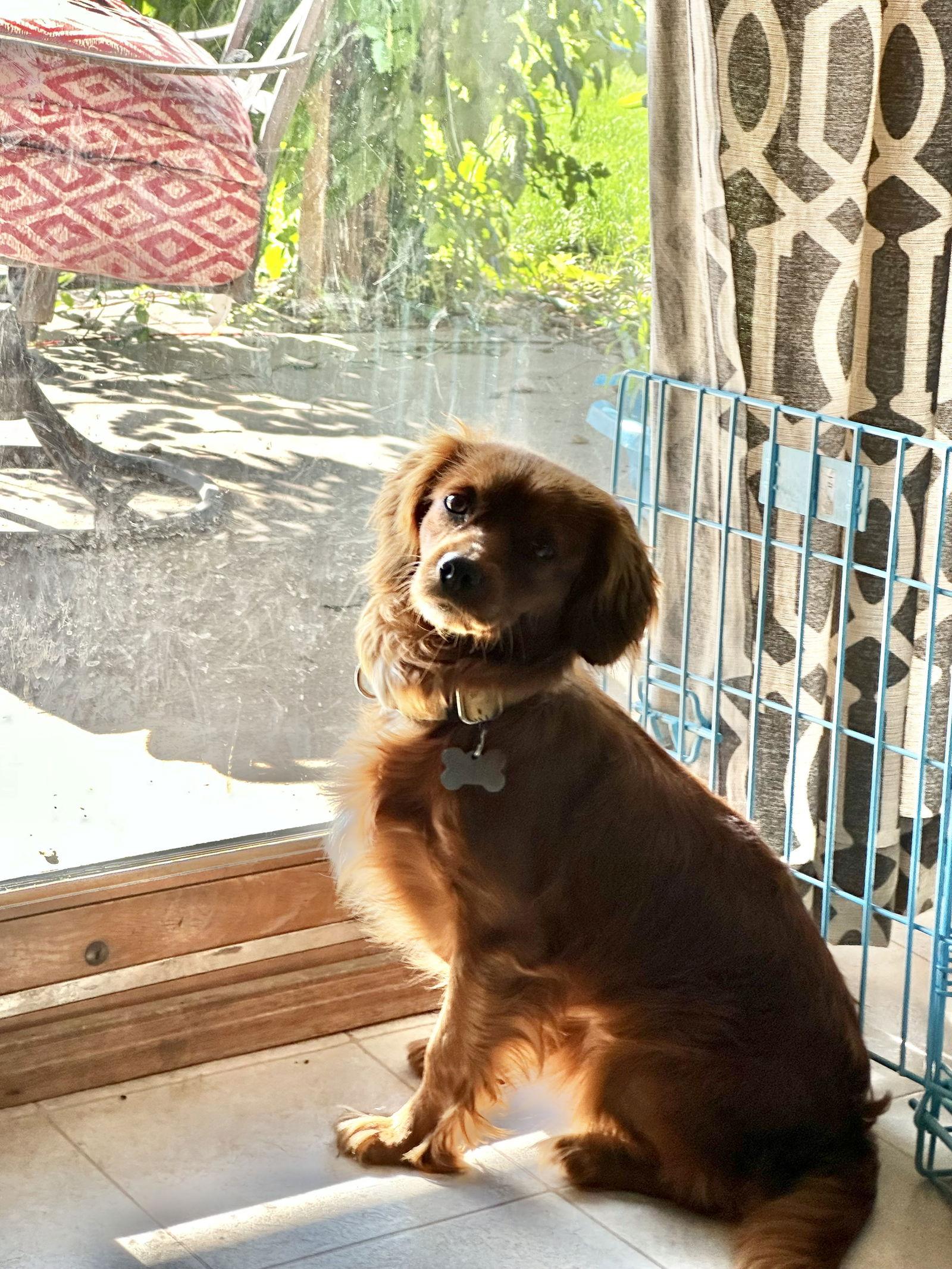 Lexus (Lexi), Adoptable, Young Female Cavalier King Charles Spaniel & Poodle.