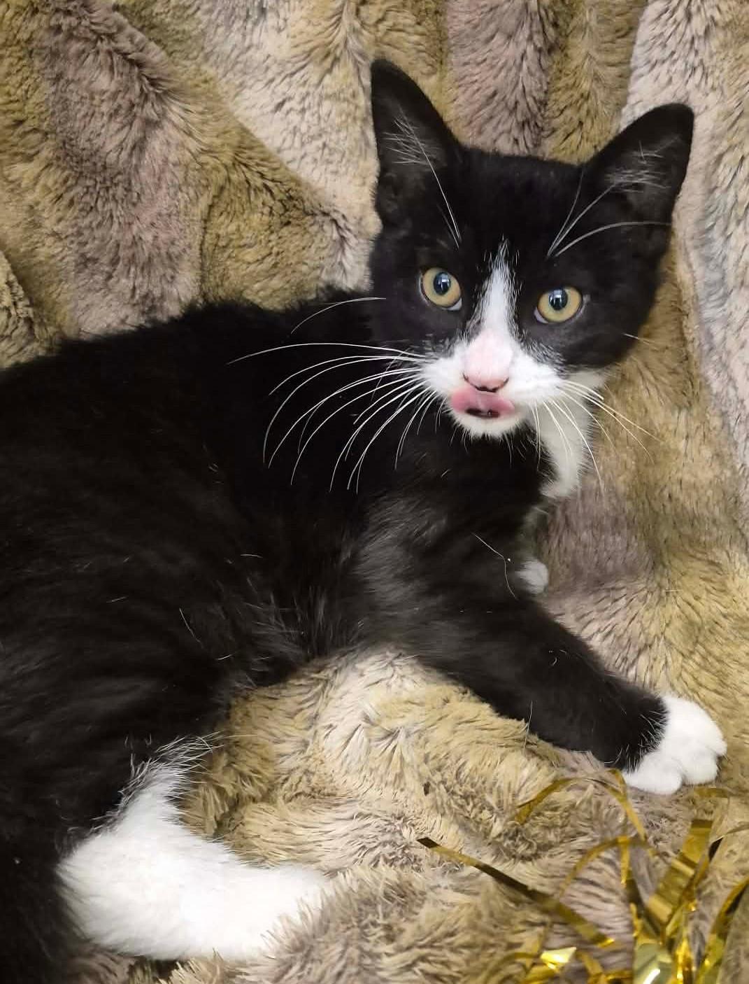 Enlarge Marcel, a ADOPTABLE mixed breed in Ocean Springs, MS image 3/5