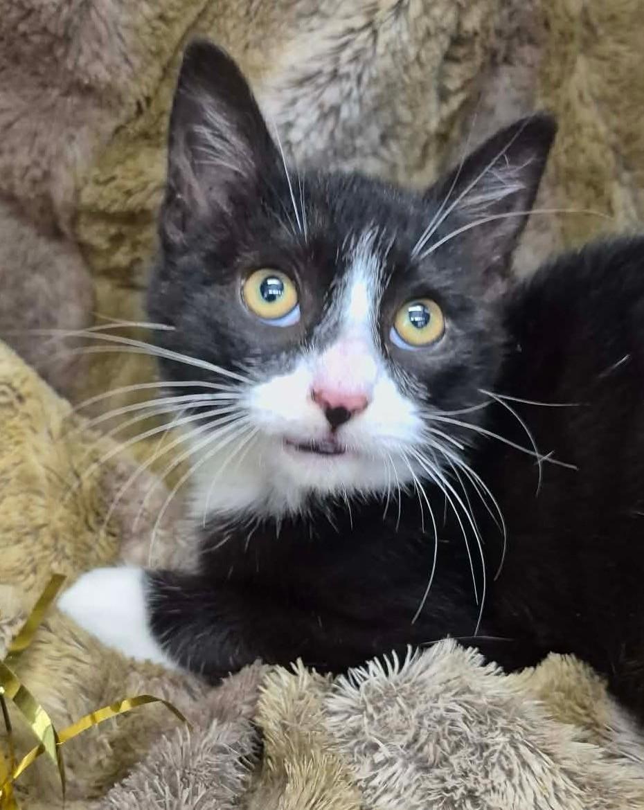 Enlarge Marcel, a ADOPTABLE mixed breed in Ocean Springs, MS image 1/5
