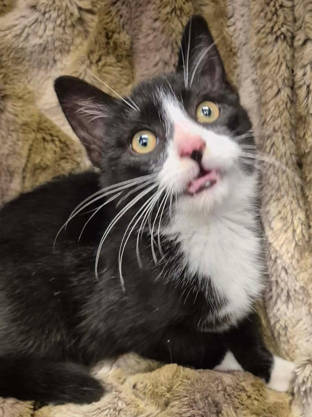 Enlarge Marcel, a ADOPTABLE mixed breed in Ocean Springs, MS image 4/5