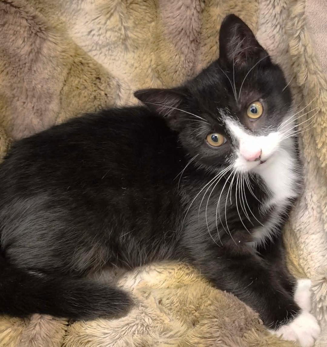 Enlarge Marcel, a ADOPTABLE mixed breed in Ocean Springs, MS image 2/5