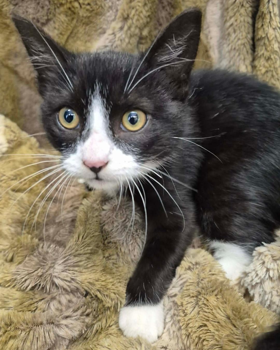 Enlarge Marcel, a ADOPTABLE mixed breed in Ocean Springs, MS image 5/5