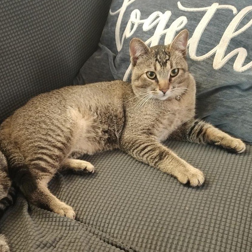 Enlarge Robin - Happy purring girl!, a ADOPTABLE mixed breed in Fountain Valley, CA image 1/3