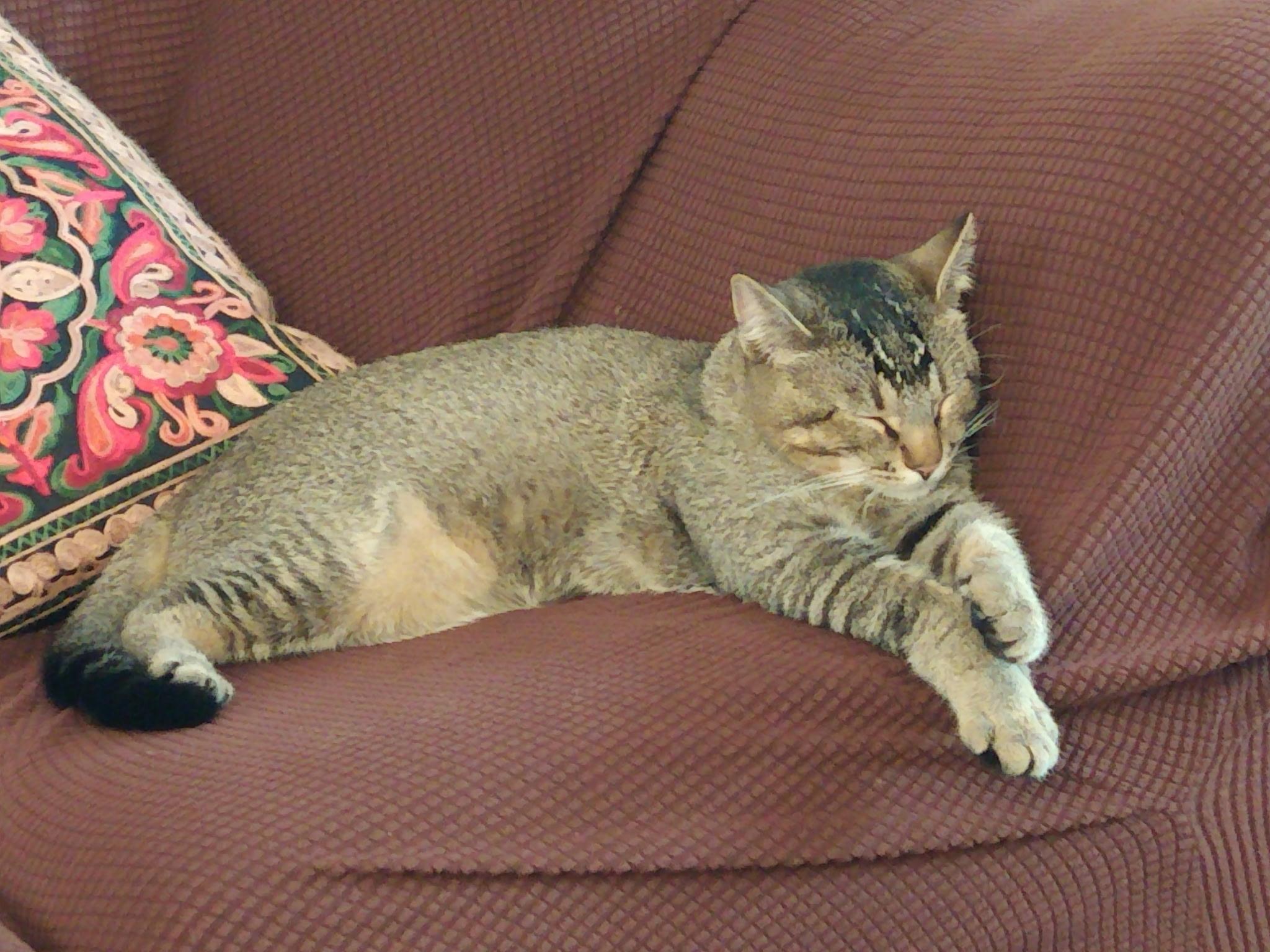 Enlarge Robin - Happy purring girl!, a ADOPTABLE mixed breed in Fountain Valley, CA image 3/3