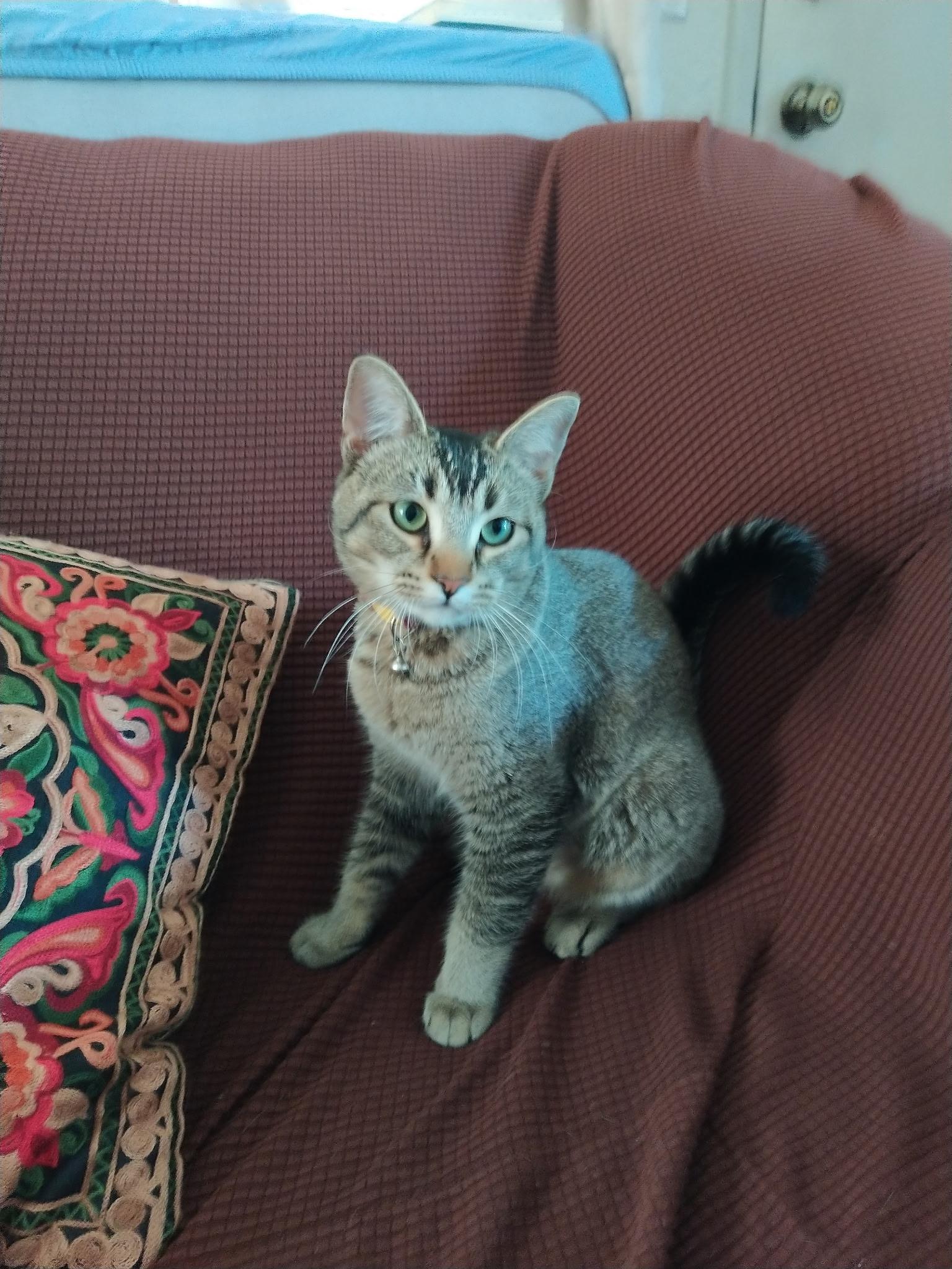 Enlarge Robin - Happy purring girl!, a ADOPTABLE mixed breed in Fountain Valley, CA image 2/3