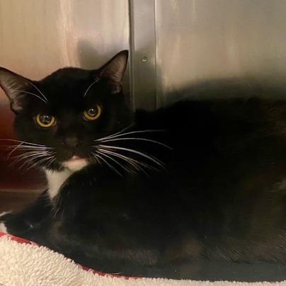 Tito, Adoptable, Adult Male Domestic Short Hair.