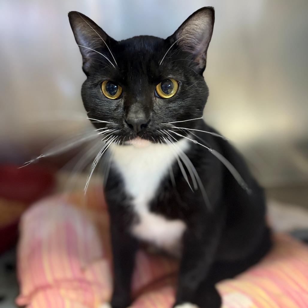 Enlarge Tito, a Adoptable Domestic Short Hair in Chehalis, WA image 2/2