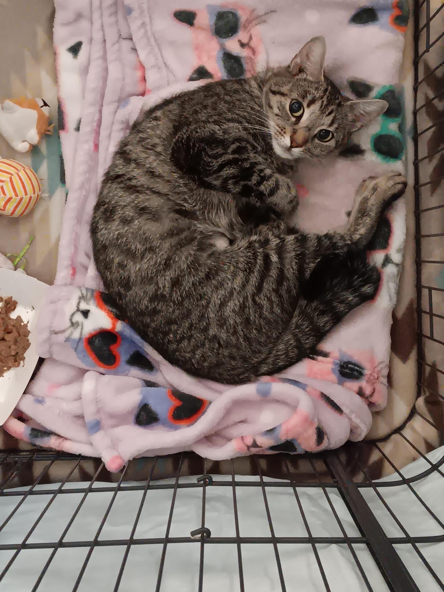 Enlarge Shelley, a Adoptable Domestic Short Hair in Winthrop, ME image 1/1