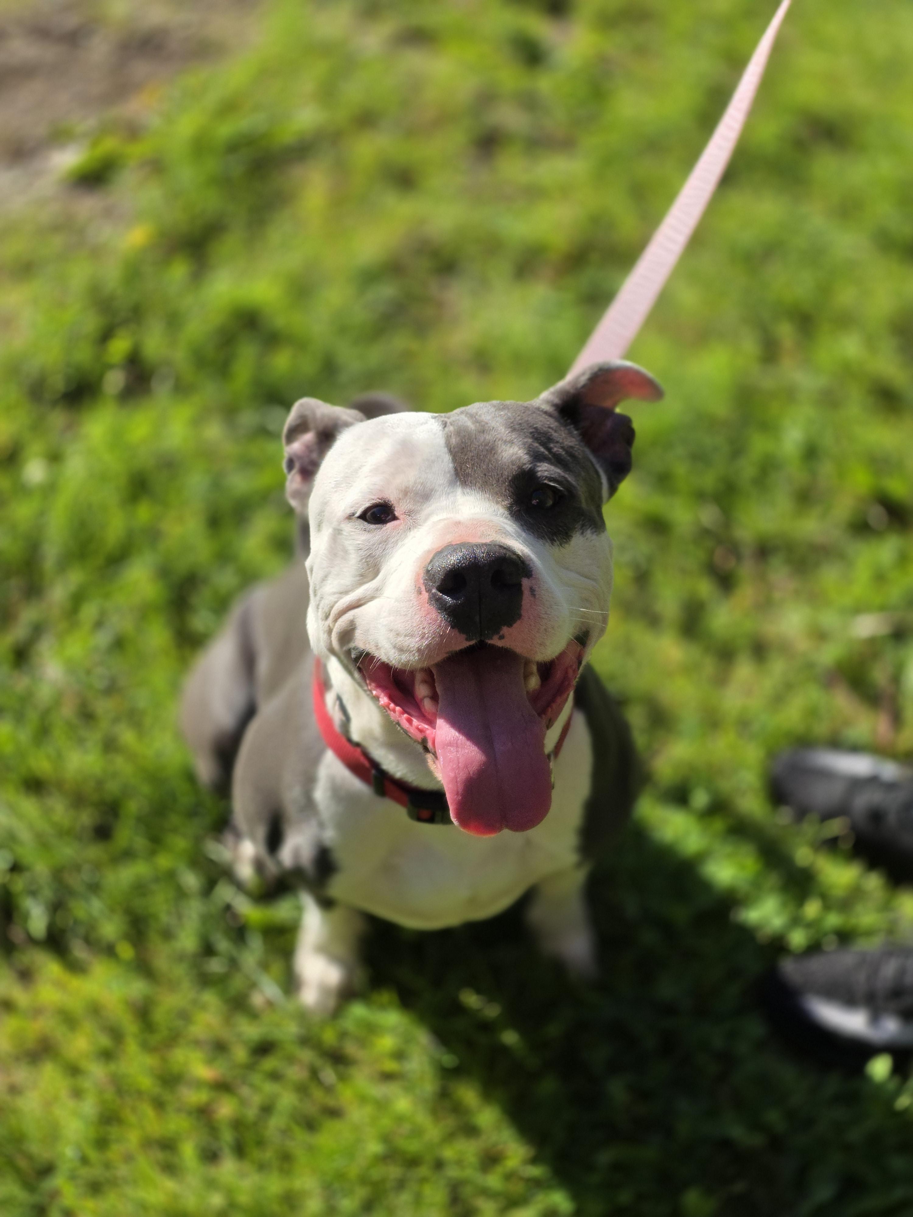Enlarge Titan, a Adoptable Pit Bull Terrier in merrillville, IN image 1/6