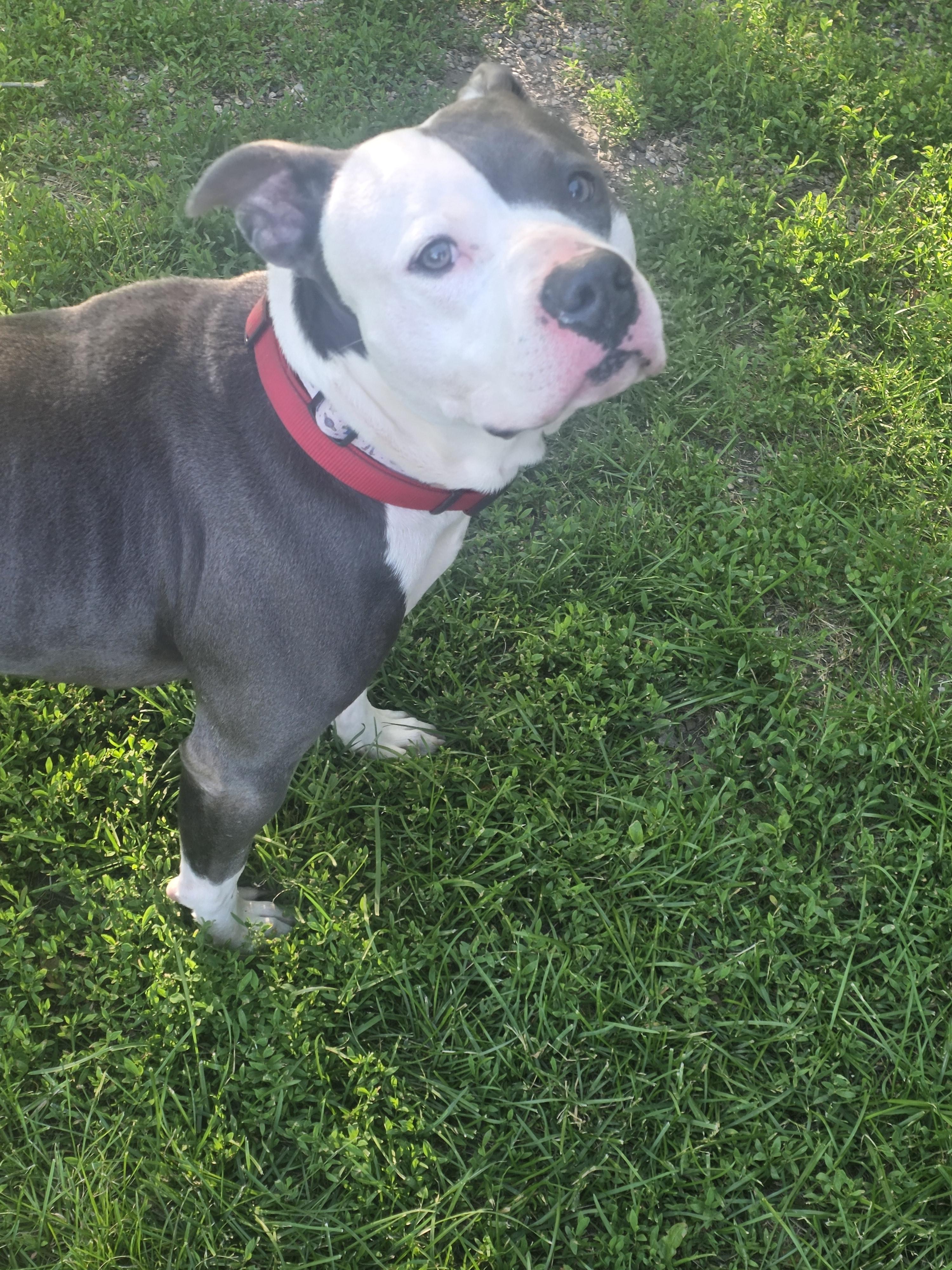 Enlarge Titan, a Adoptable Pit Bull Terrier in merrillville, IN image 2/6