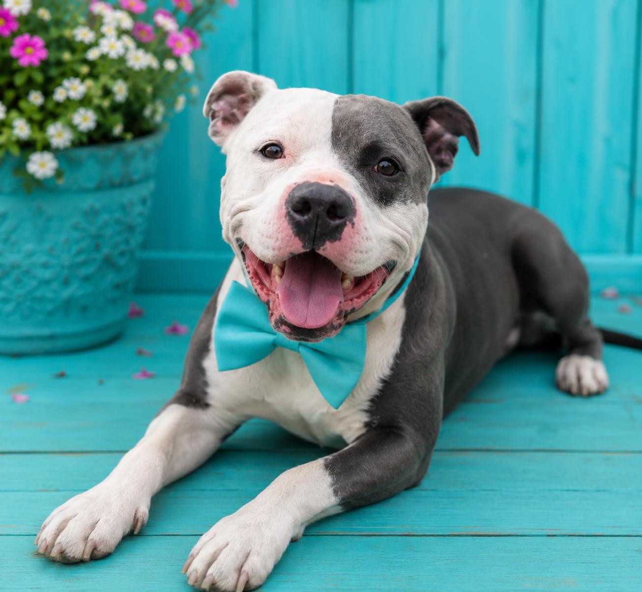 Enlarge Titan, a Adoptable Pit Bull Terrier in merrillville, IN image 3/6