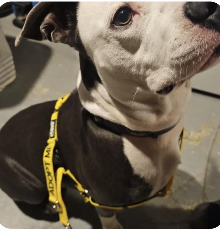 Enlarge Titan, a Adoptable Pit Bull Terrier in merrillville, IN image 4/6