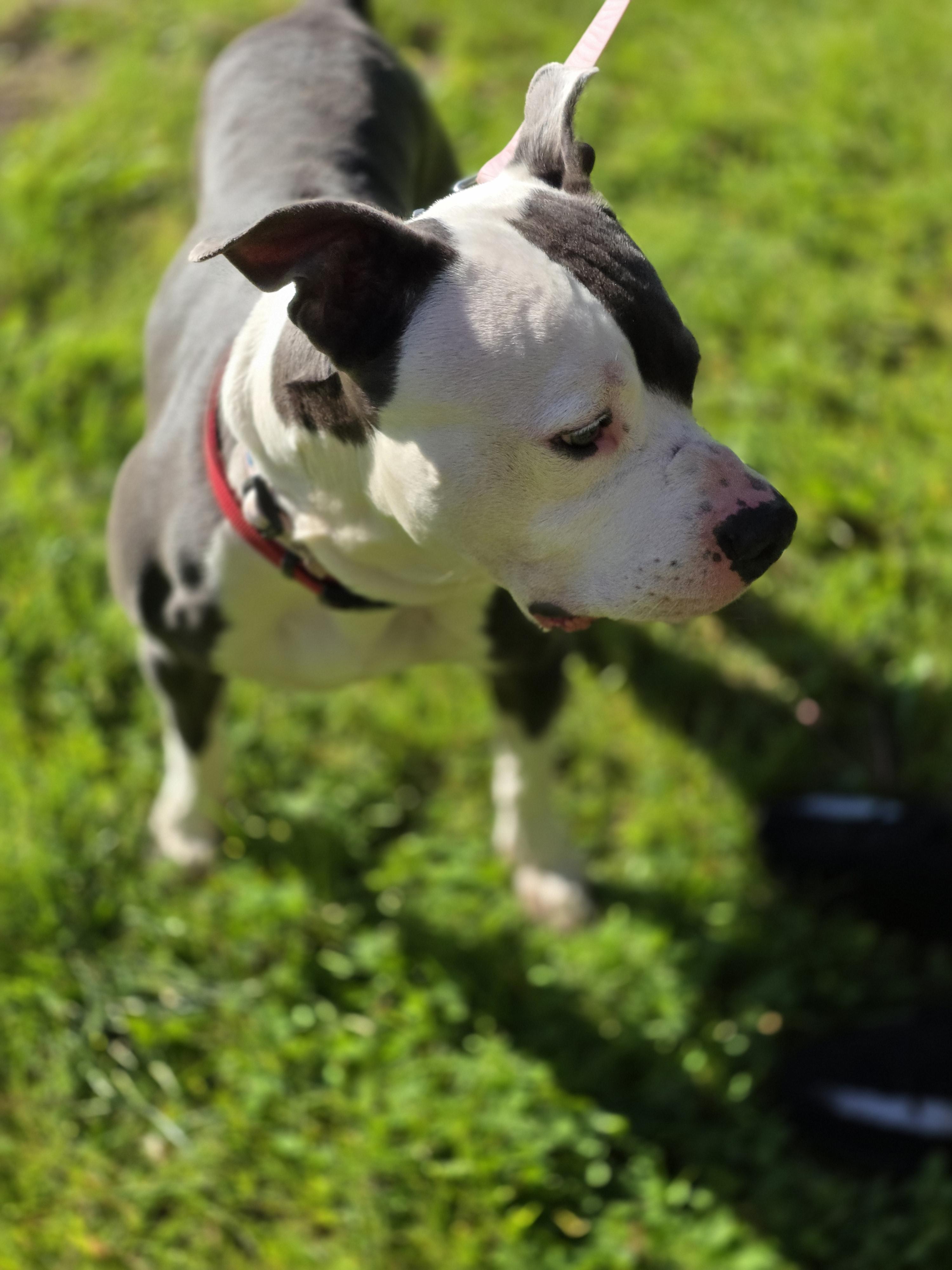 Enlarge Titan, a Adoptable Pit Bull Terrier in merrillville, IN image 5/6