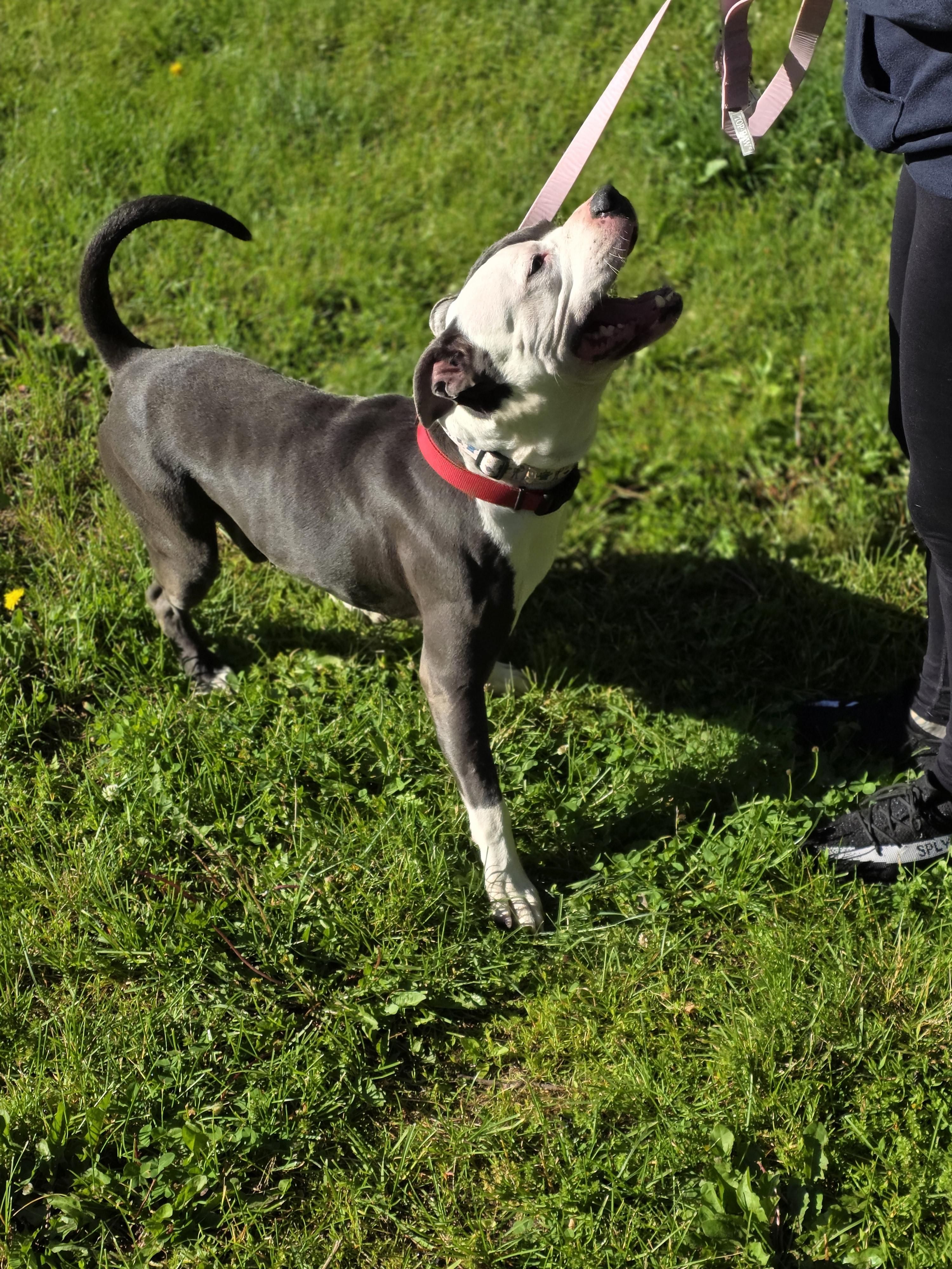 Enlarge Titan, a Adoptable Pit Bull Terrier in merrillville, IN image 6/6