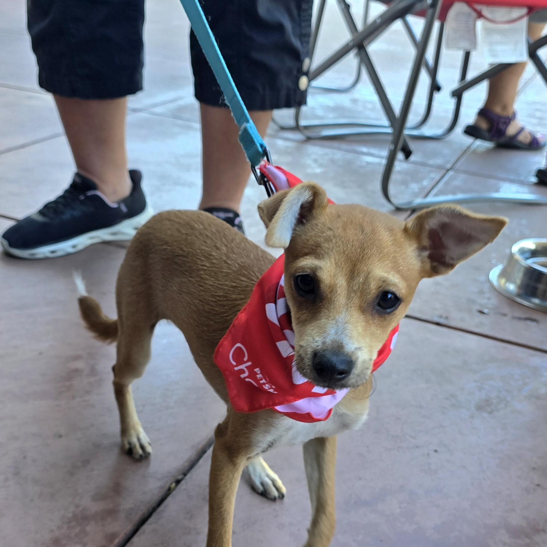 Rosie, Adoptable, Puppy Female Terrier & Chihuahua.