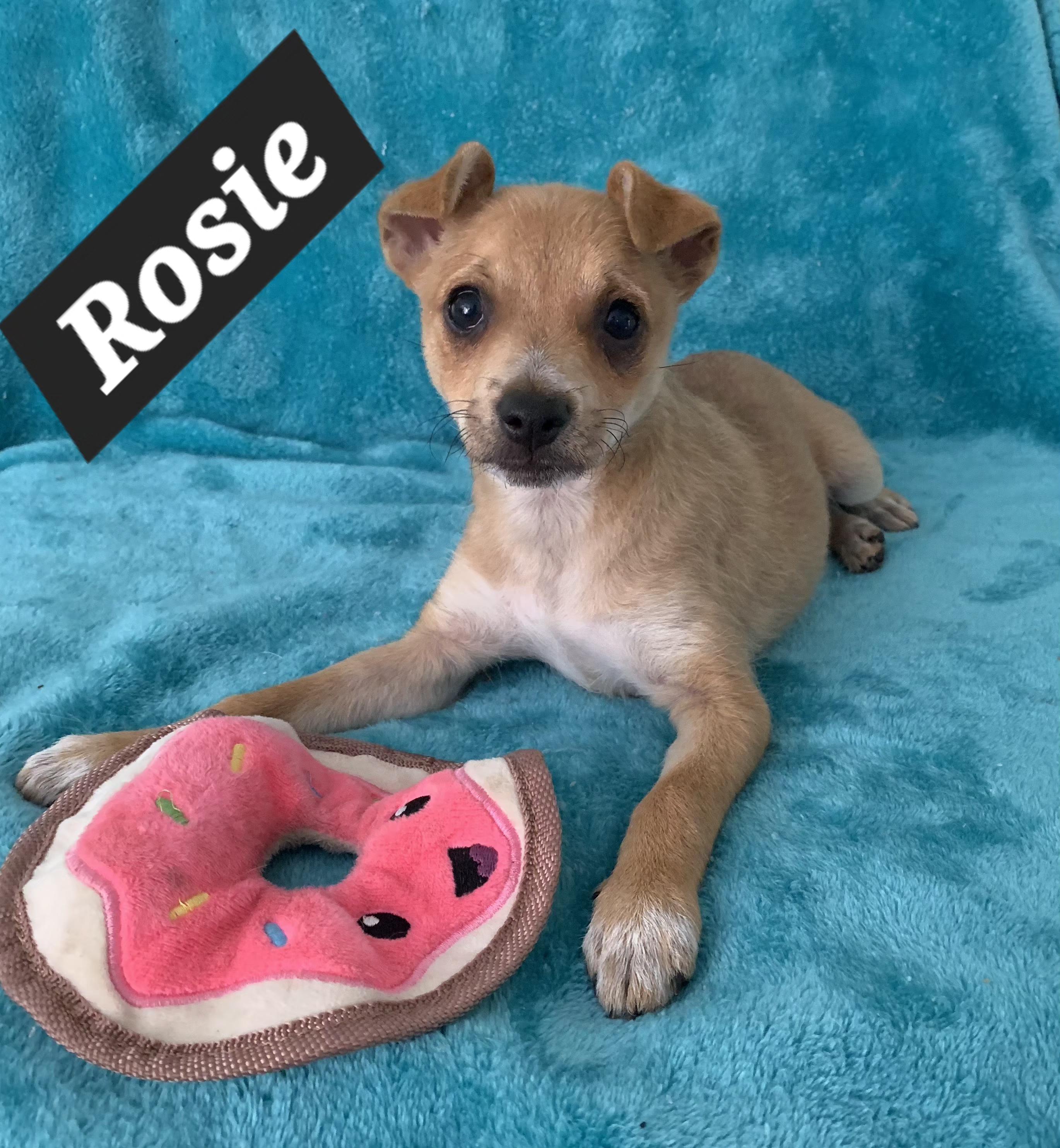 Rosie, ADOPTABLE, Puppy Female Chihuahua & Terrier.