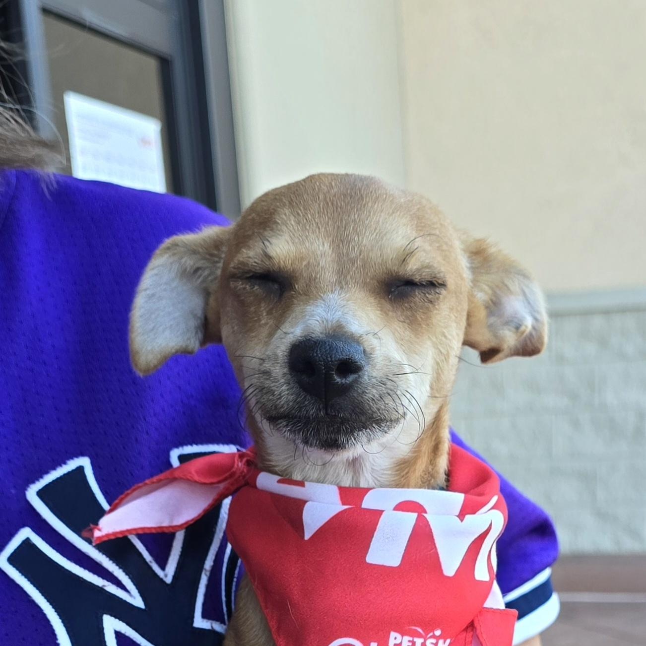 Enlarge Rosie, a Adoptable mixed breed in Tracy, CA image 2/2