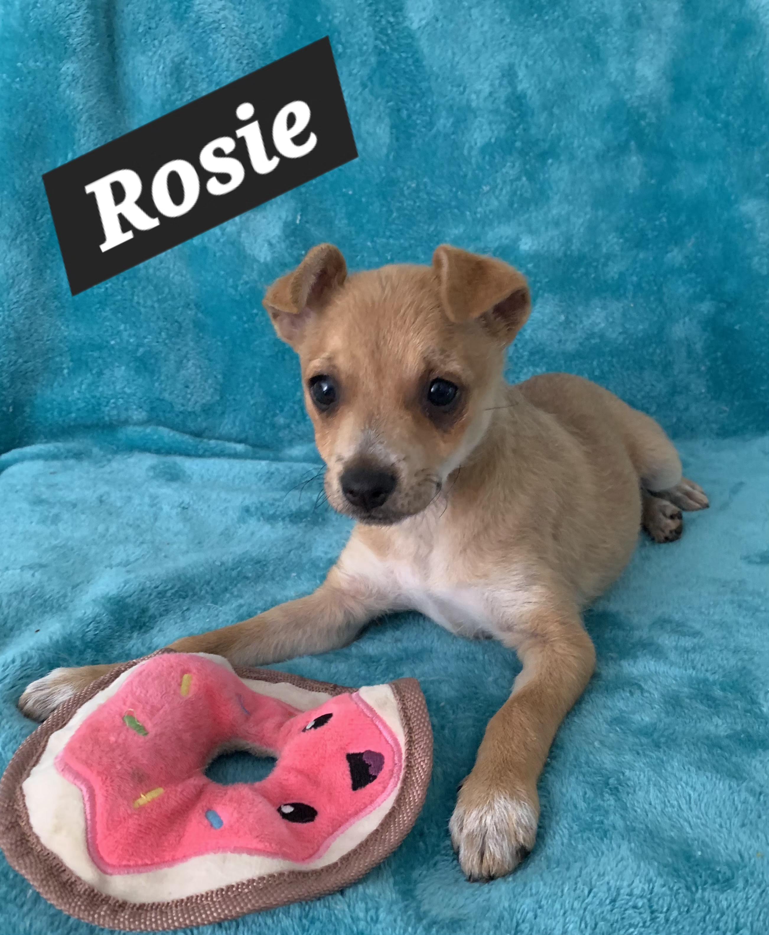 Enlarge Rosie, a ADOPTABLE mixed breed in Tracy, CA image 2/2