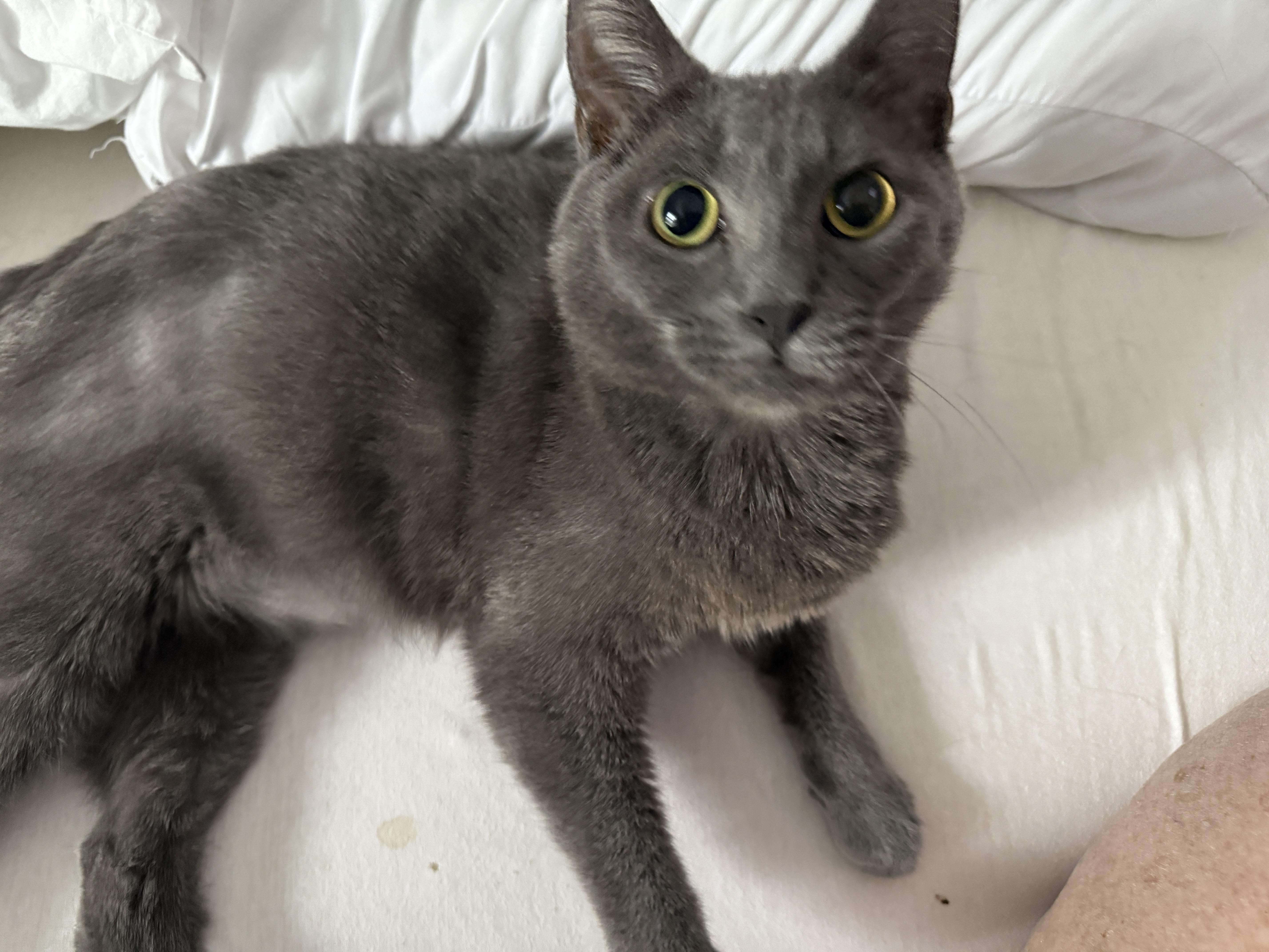 Enlarge Gromit aka Grumpy, a Adoptable Domestic Short Hair in Plymouth , NH image 1/2