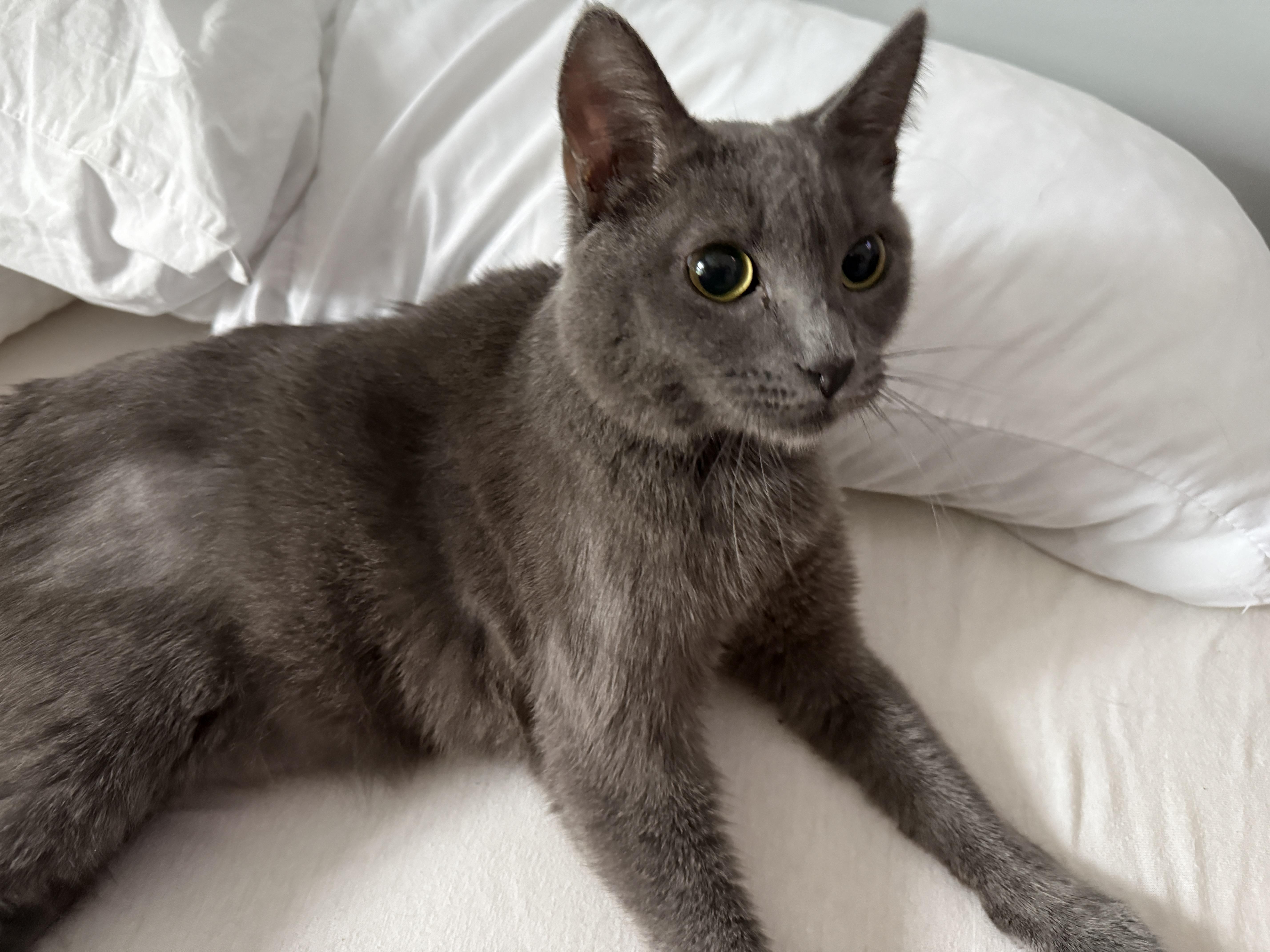 Enlarge Gromit aka Grumpy, a Adoptable Domestic Short Hair in Plymouth , NH image 2/2