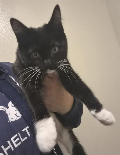 WILLOW, Adoptable, Kitten Female Domestic Short Hair.