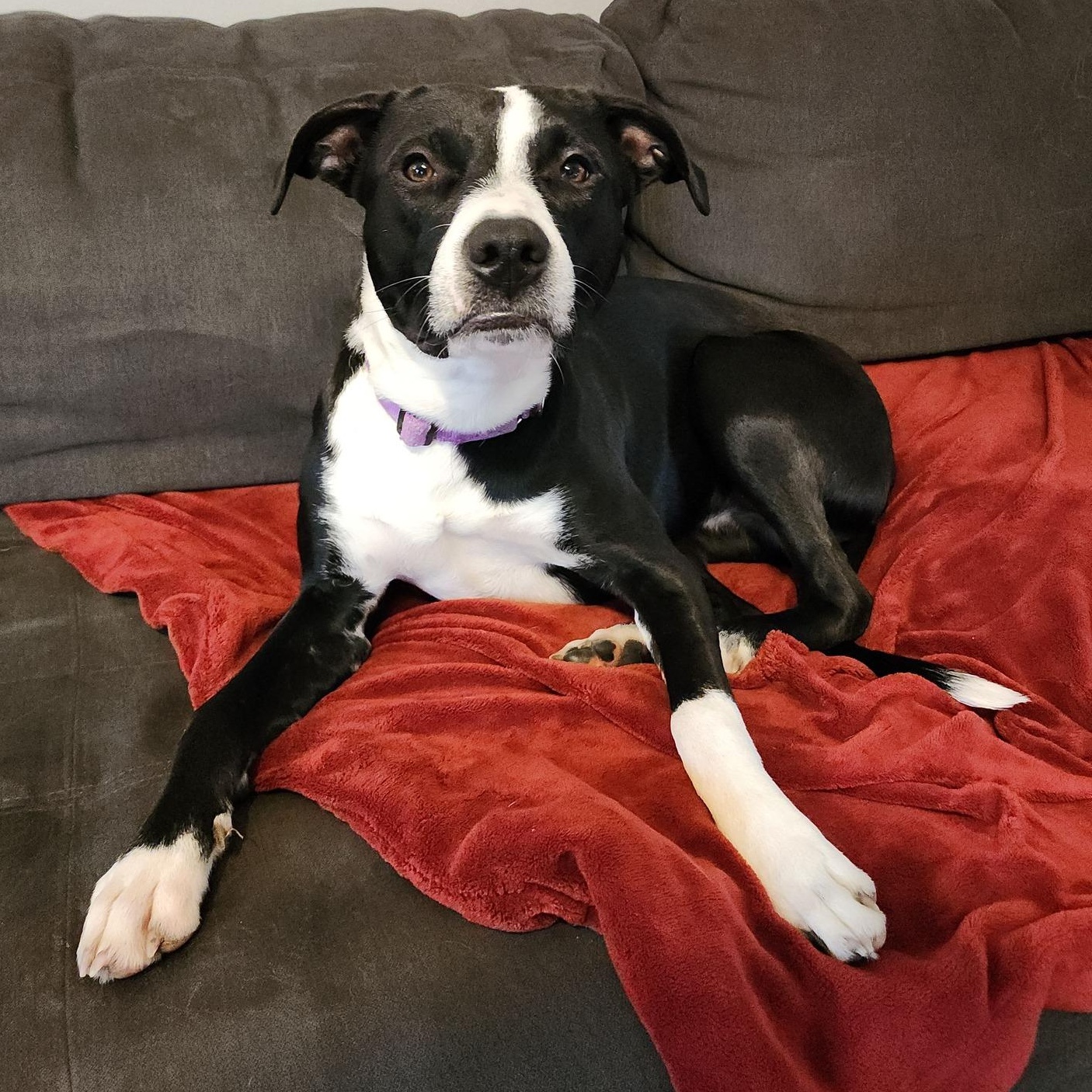 Enlarge Miss Dinky, a Adoptable mixed breed in Racine, WI image 1/6