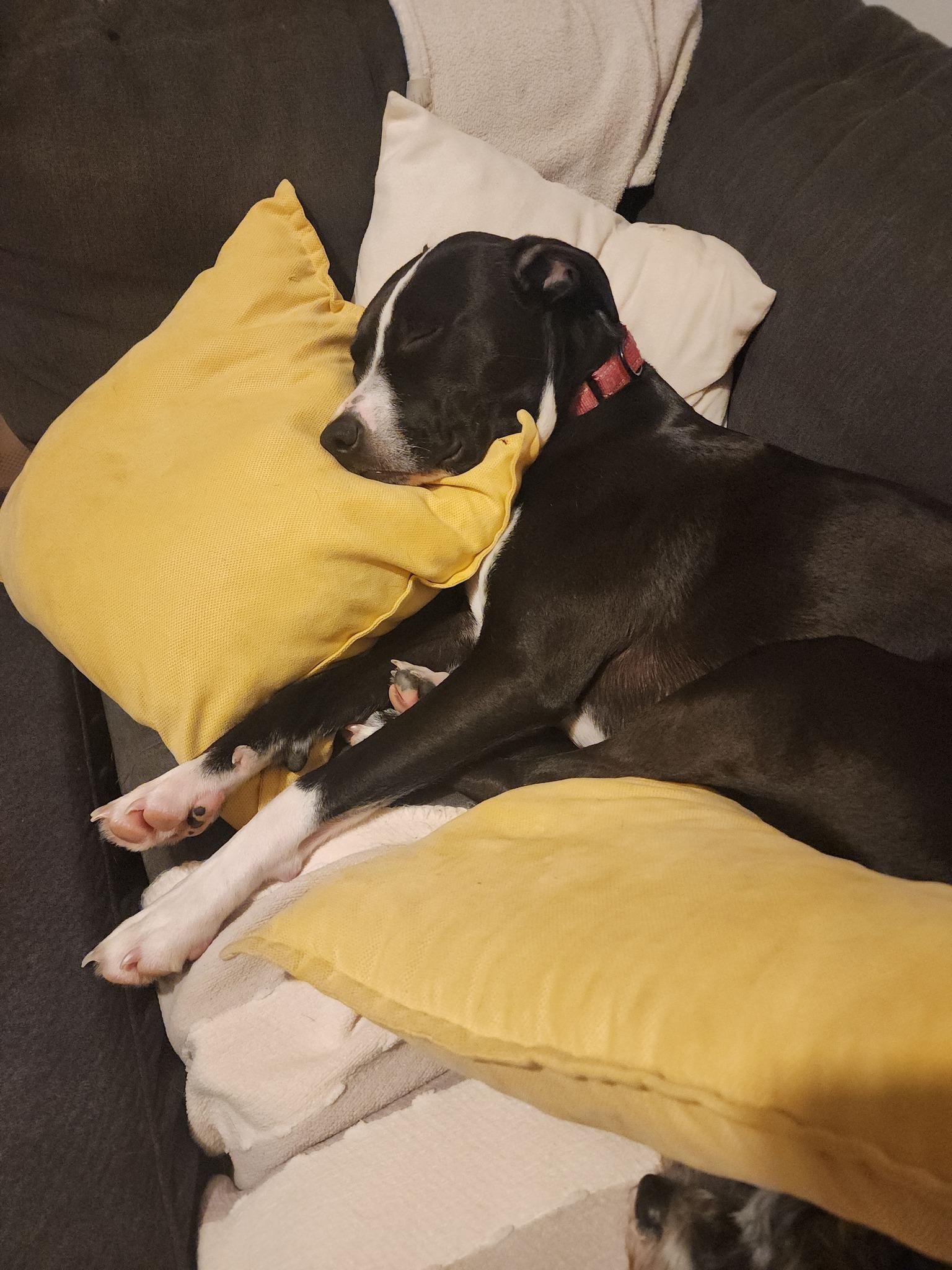 Miss Dinky, a Adoptable mixed breed in Racine, WI image 6/6