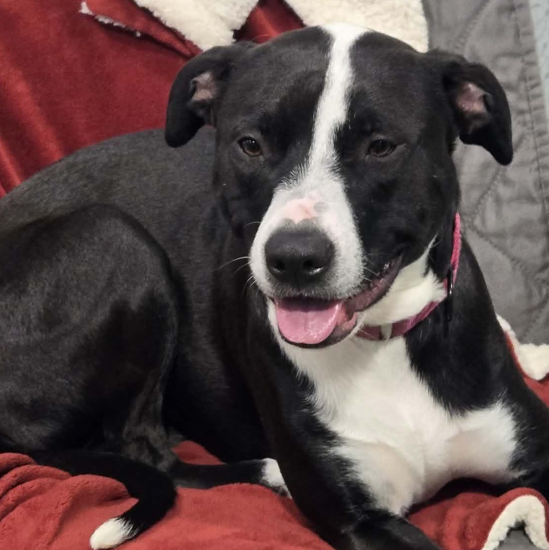 Miss Dinky, Adoptable, Puppy Female Mixed Breed.