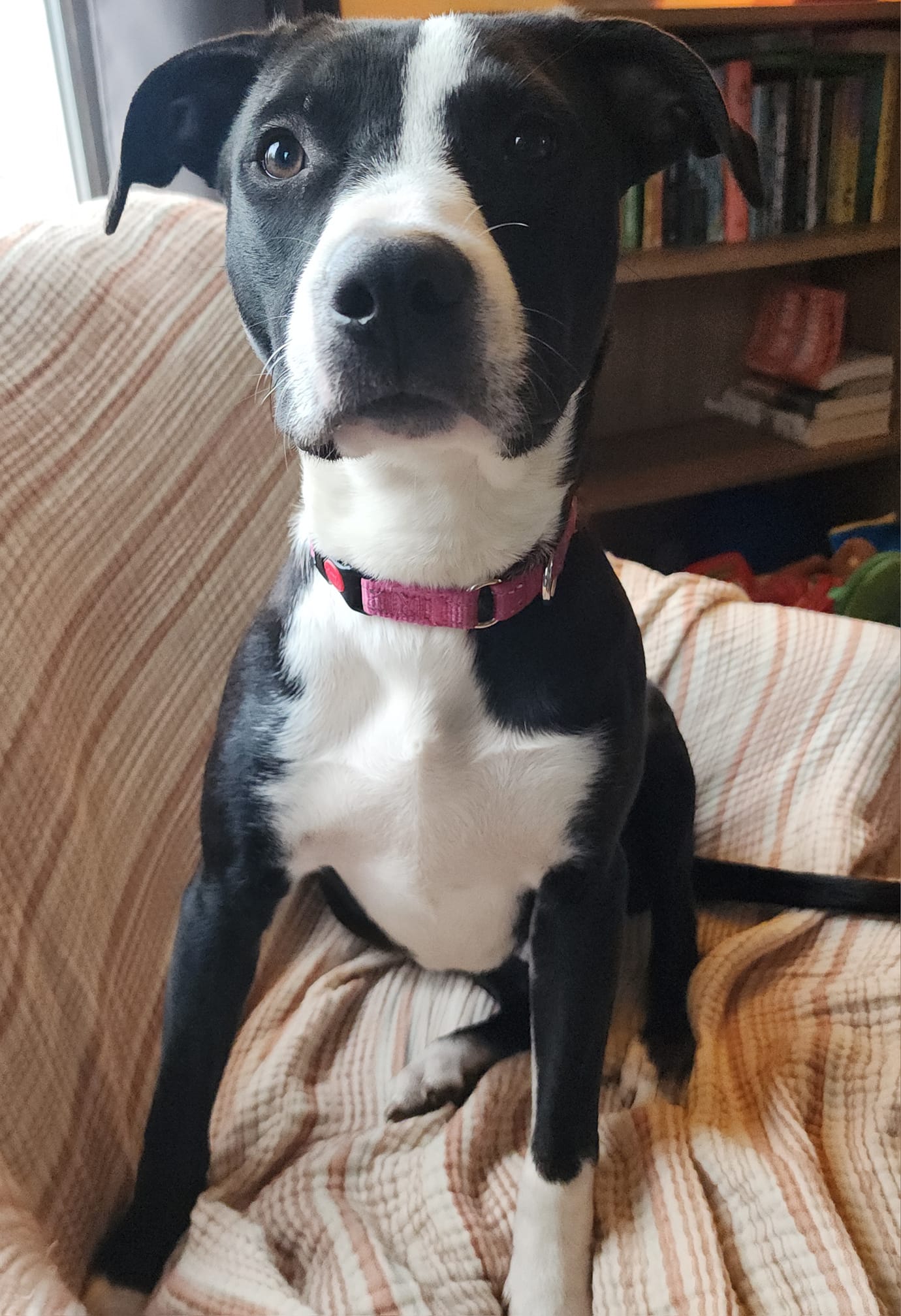 Enlarge Miss Dinky, a Adoptable mixed breed in Racine, WI image 2/6