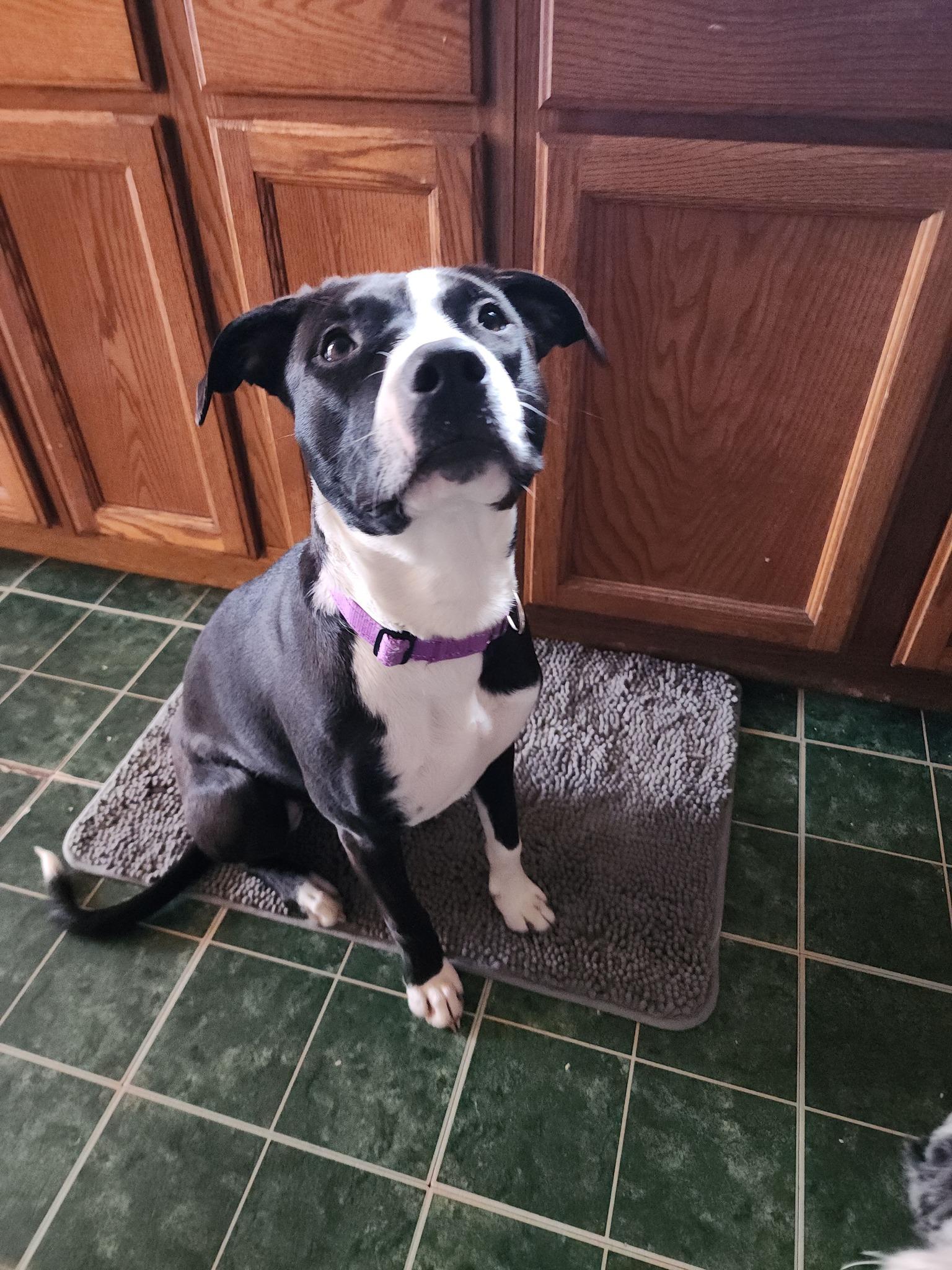 Enlarge Miss Dinky, a Adoptable mixed breed in Racine, WI image 5/6