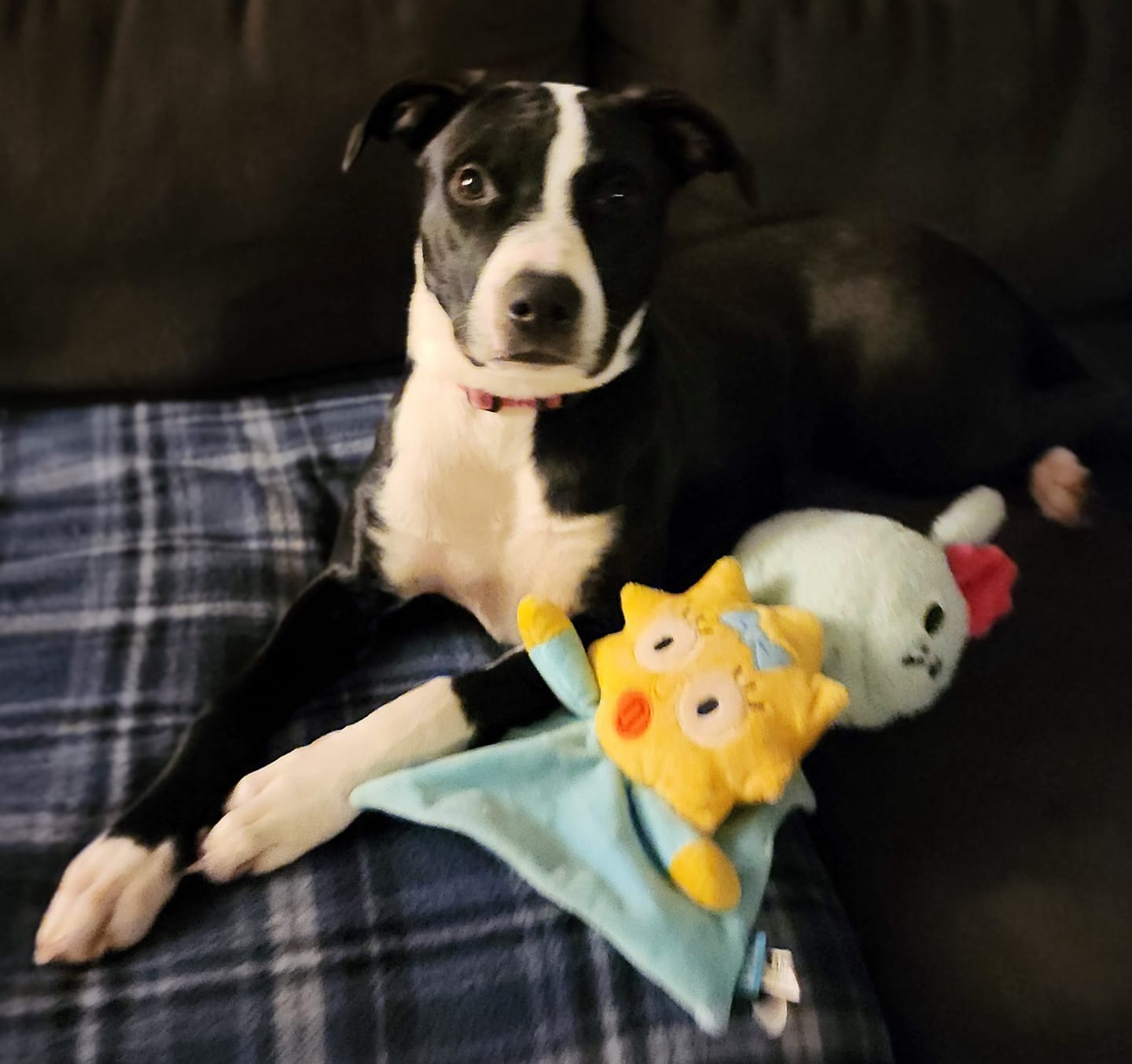 Enlarge Miss Dinky, a Adoptable mixed breed in Racine, WI image 3/6