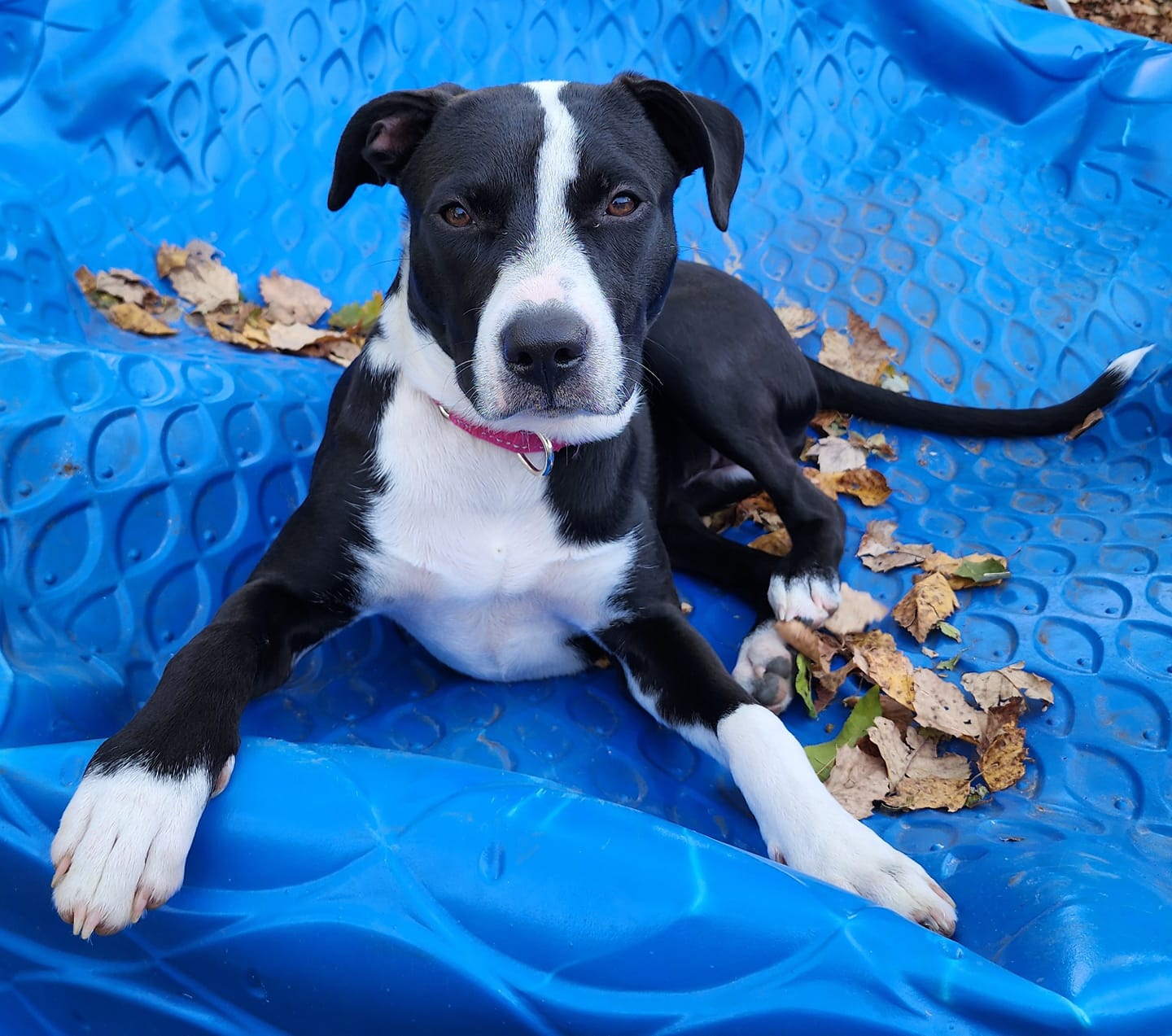 Enlarge Miss Dinky, a Adoptable mixed breed in Racine, WI image 4/6