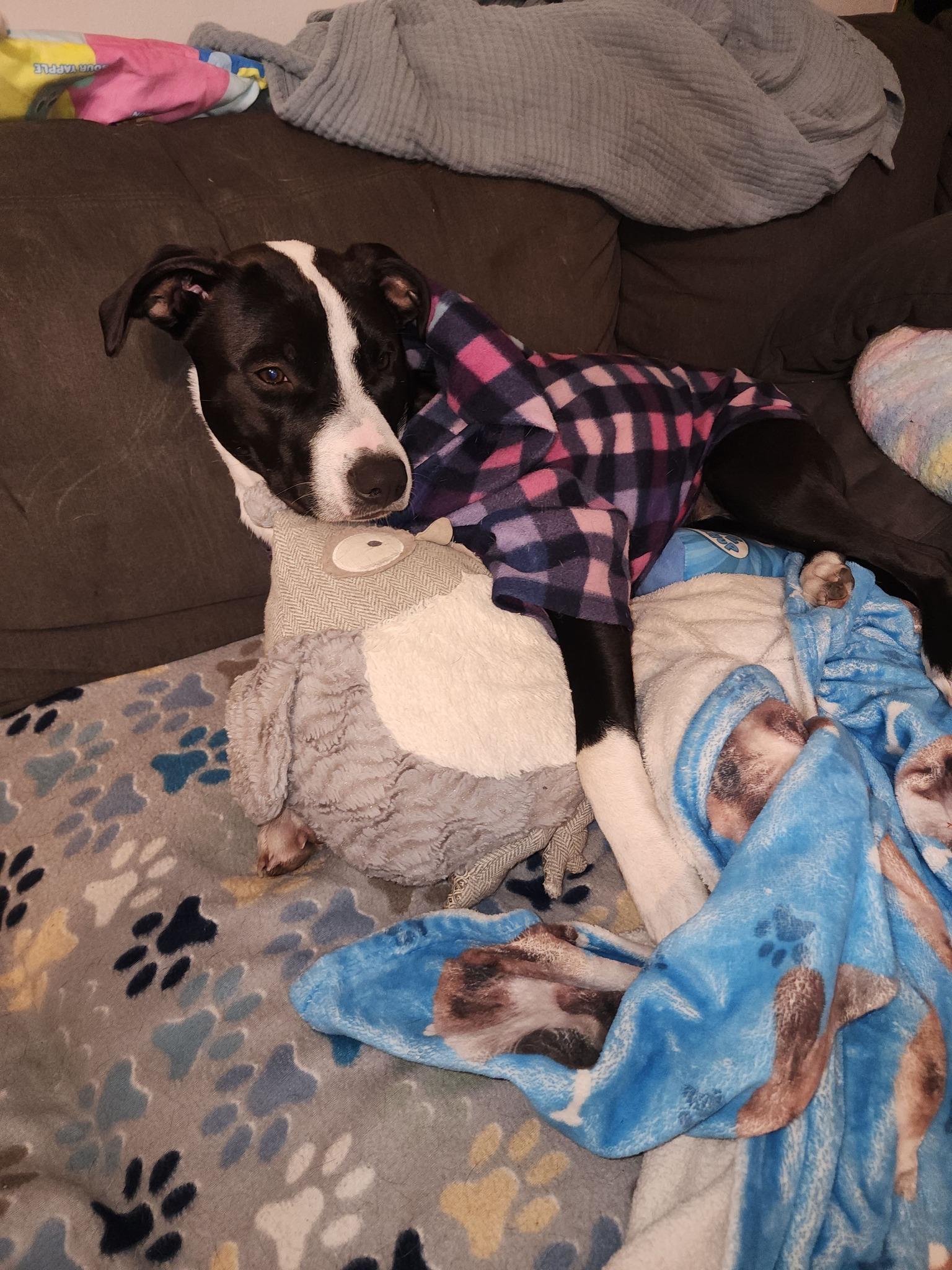 Enlarge Miss Dinky, a Adoptable mixed breed in Racine, WI image 6/6