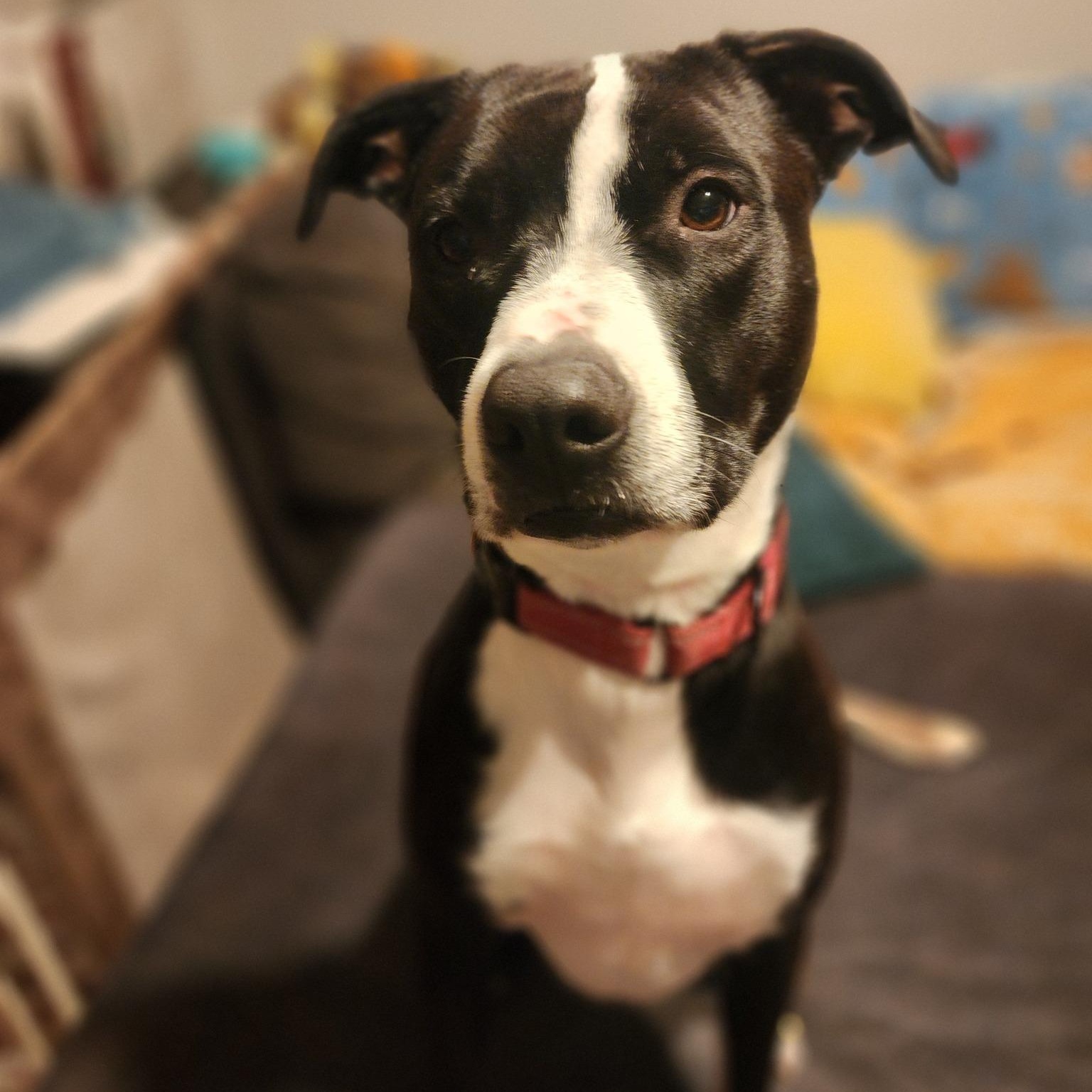 Miss Dinky, a Adoptable mixed breed in Racine, WI image 5/6