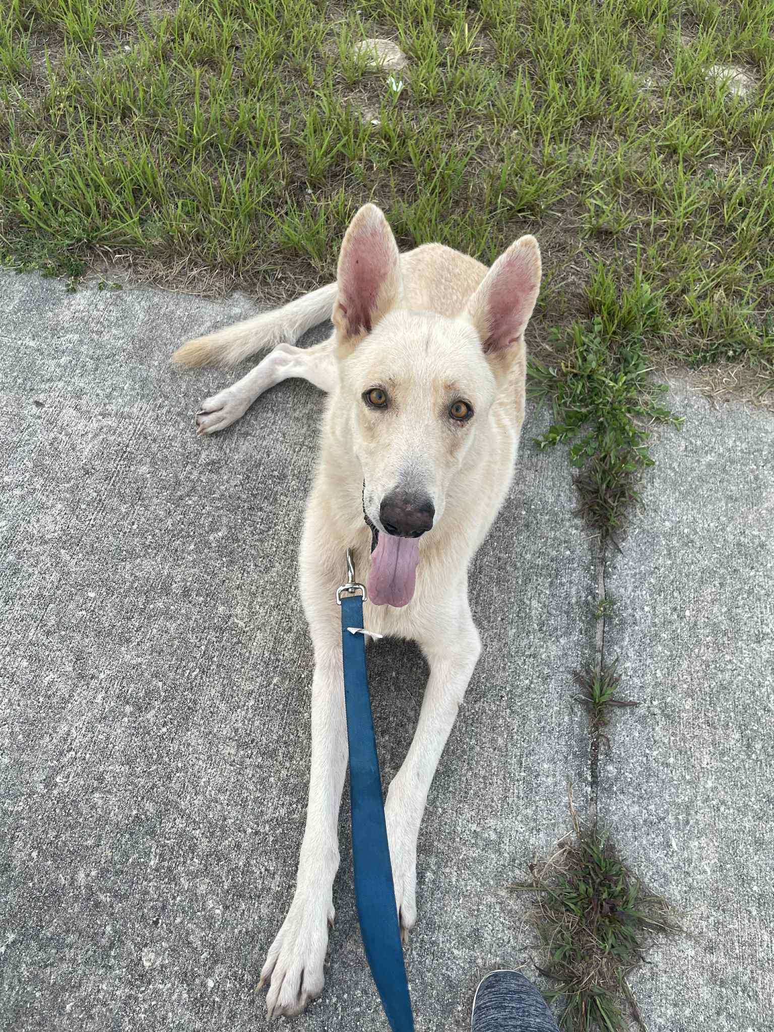 Luke, Adoptable, Adult Male German Shepherd Dog.
