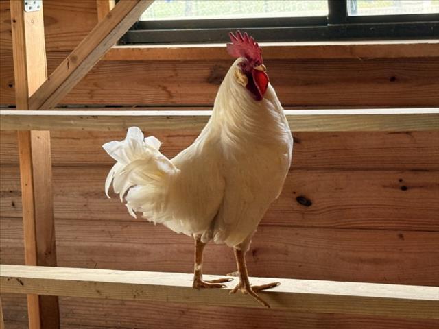 LEGHORN, Adoptable, Adult Male Chicken.