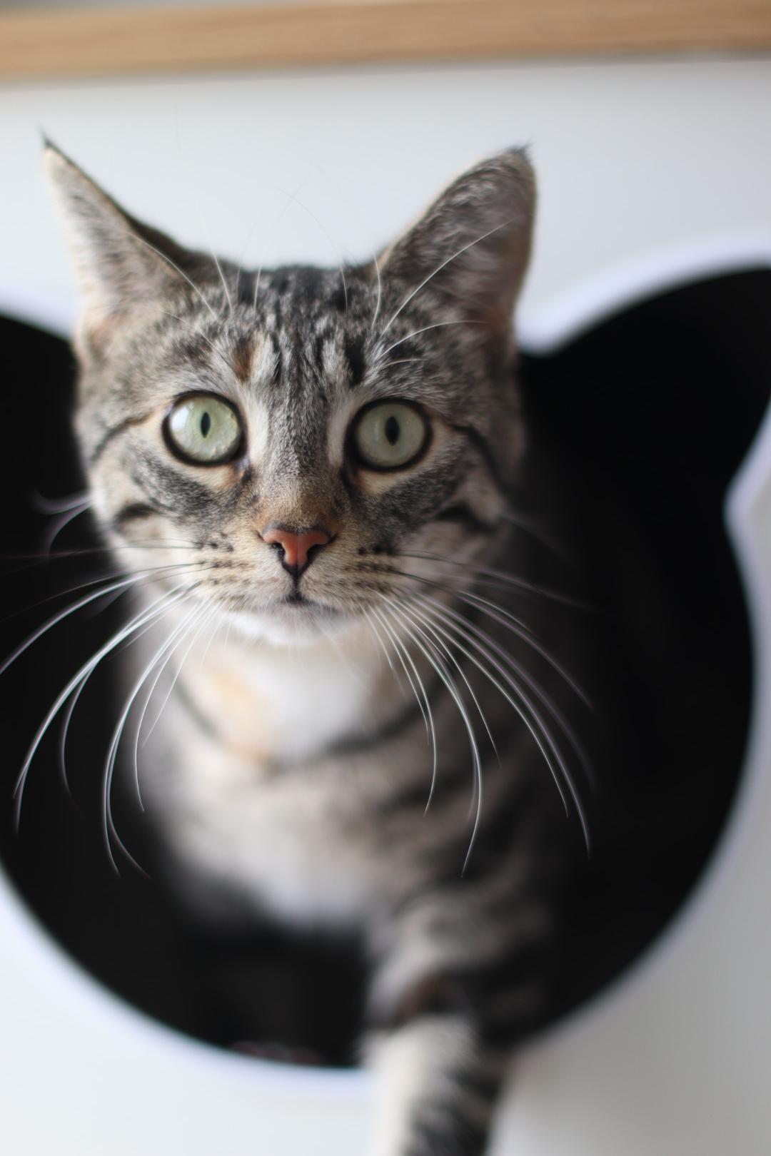 Fancy, a Adoptable mixed breed in Steinbach, MB image 2/6