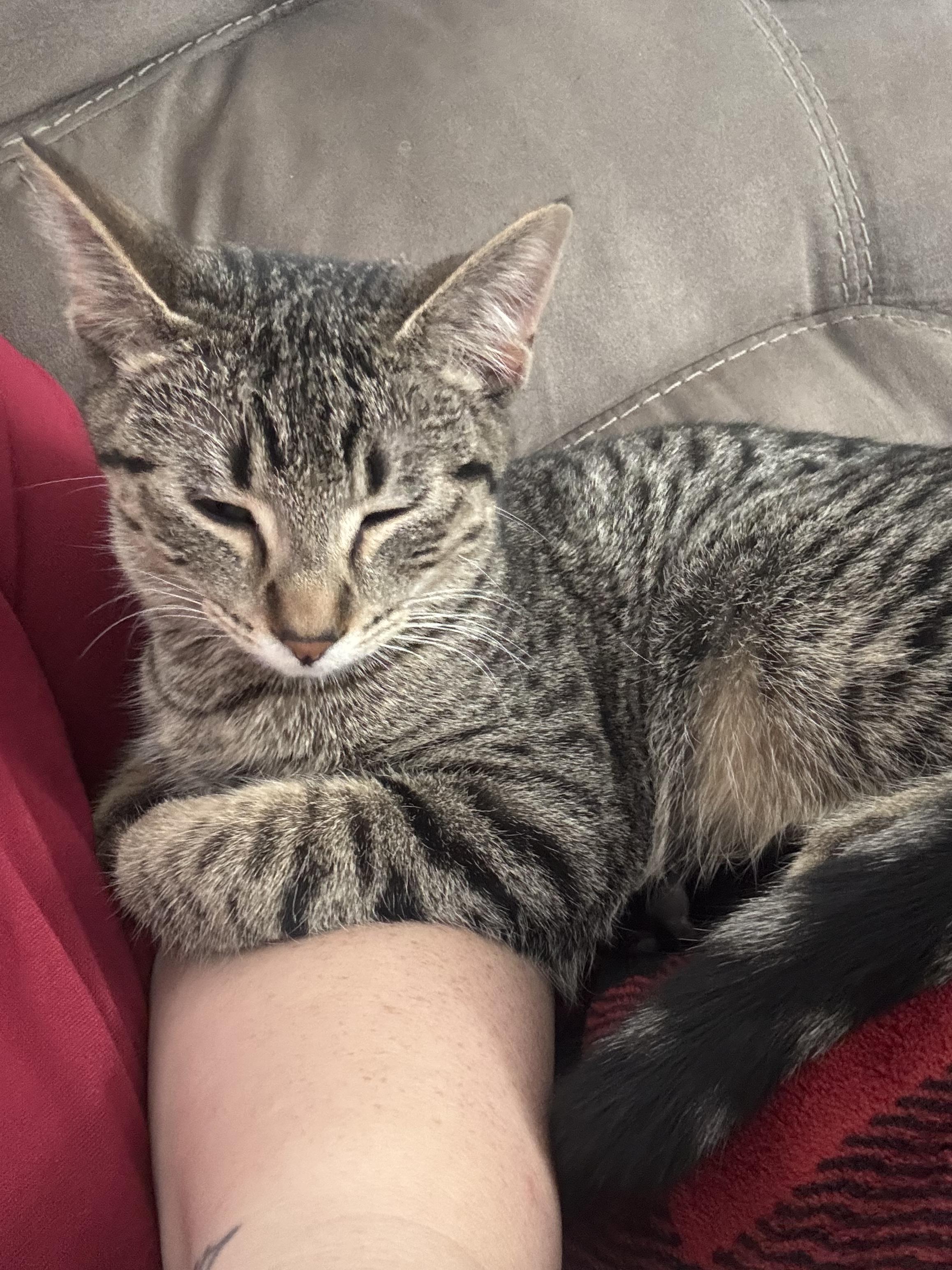 Fancy, Adoptable, Young Female Domestic Short Hair.