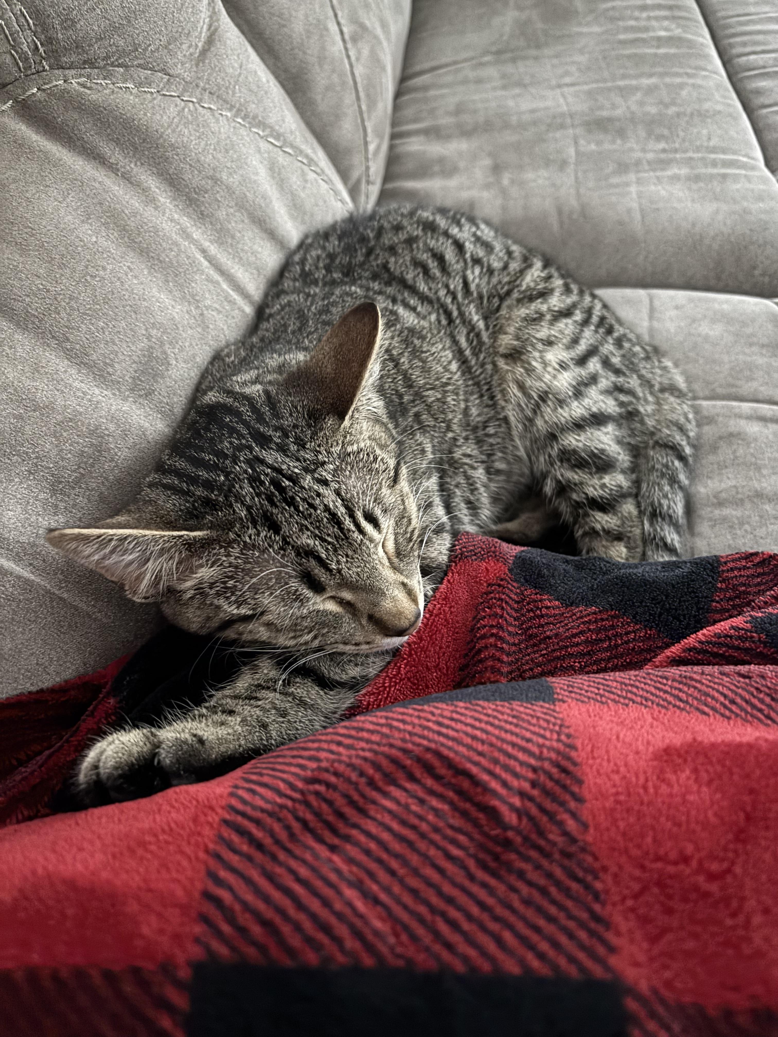 Enlarge Fancy, a Adoptable mixed breed in Steinbach, MB image 2/6