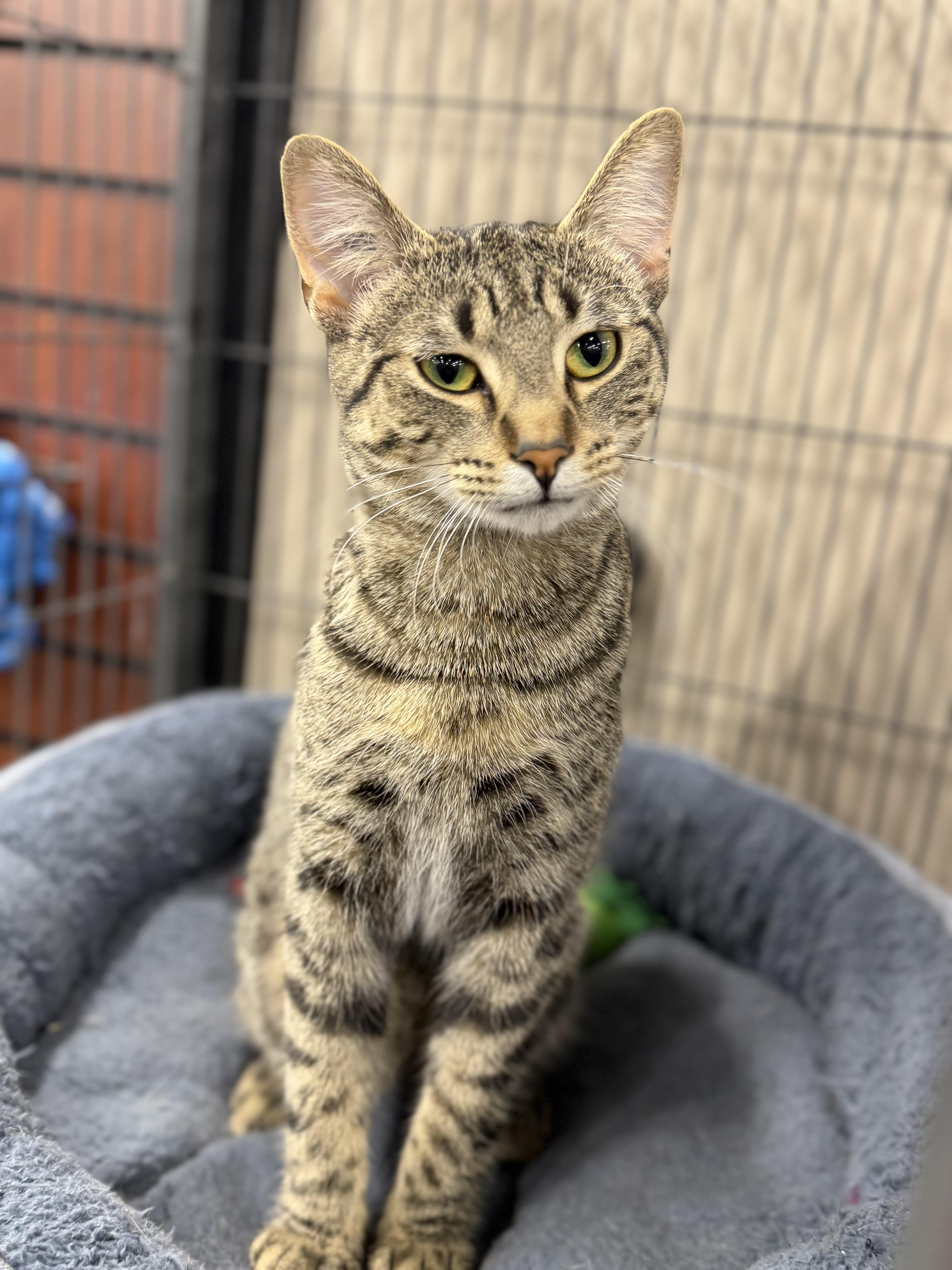 Enlarge Fancy, a Adoptable mixed breed in Steinbach, MB image 3/6