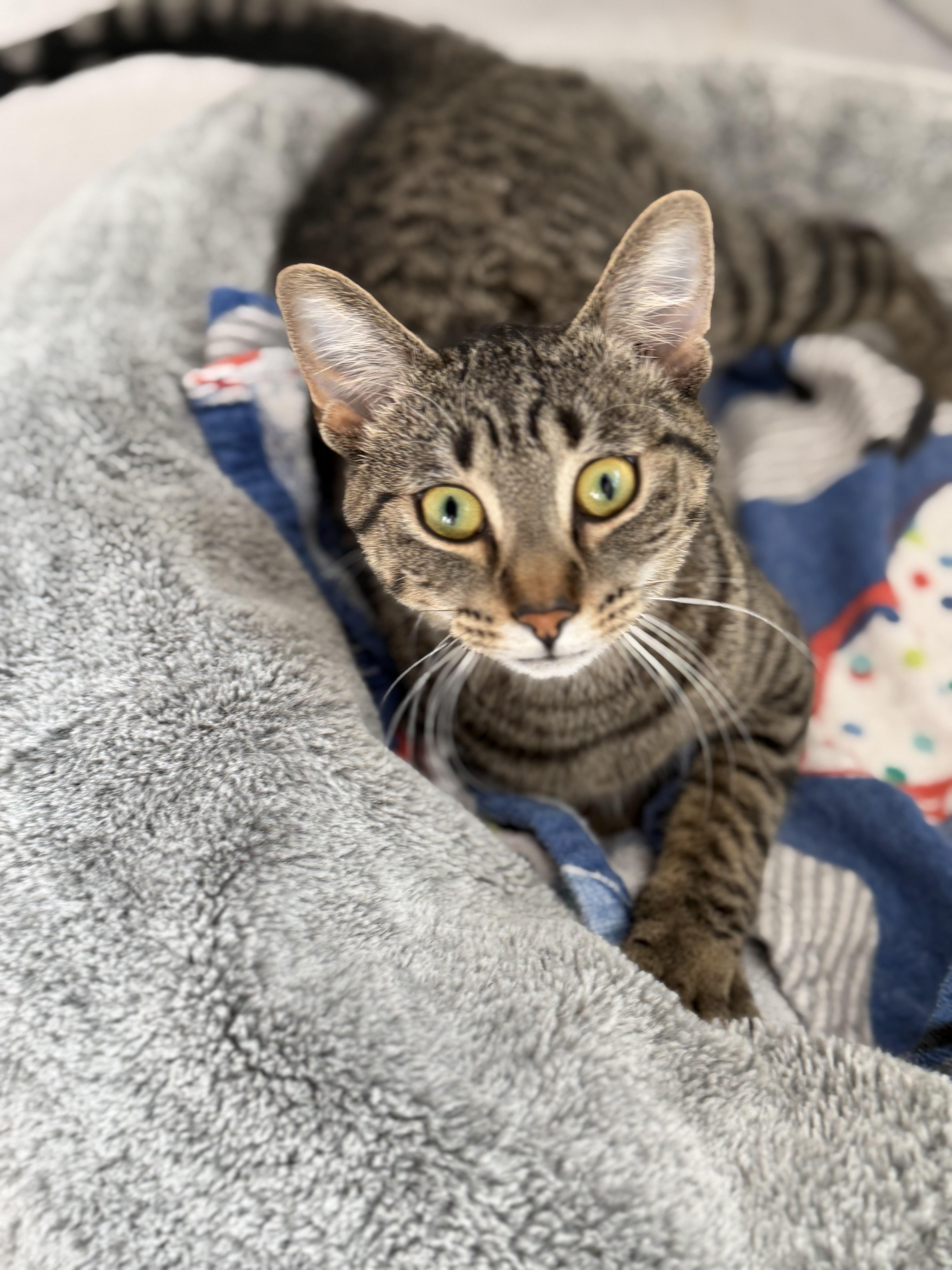Fancy, a Adoptable mixed breed in Steinbach, MB image 3/6