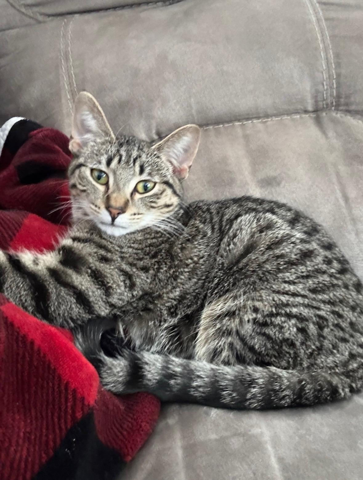 Enlarge Fancy, a Adoptable mixed breed in Steinbach, MB image 4/6