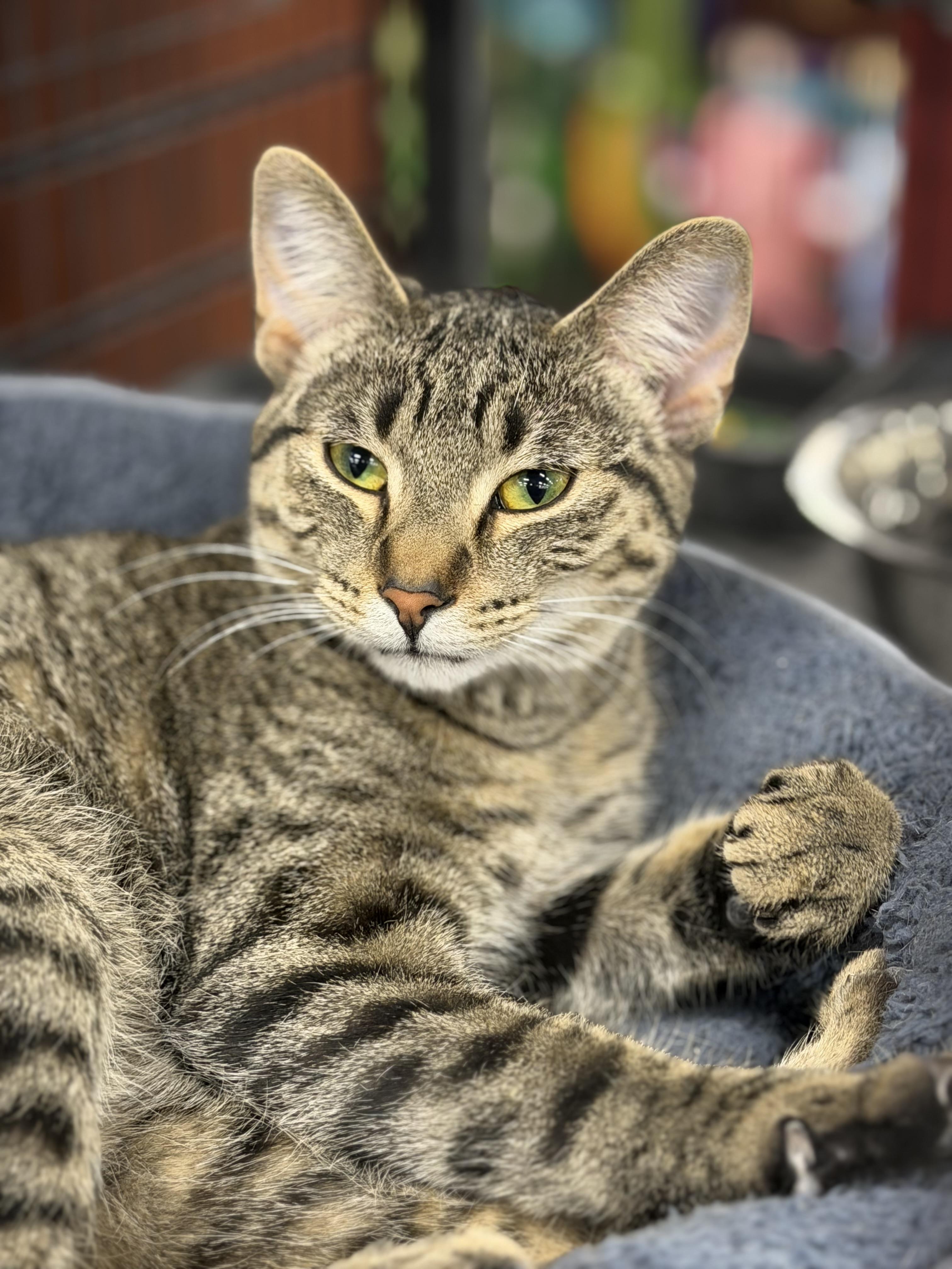 Enlarge Fancy, a Adoptable mixed breed in Steinbach, MB image 5/6