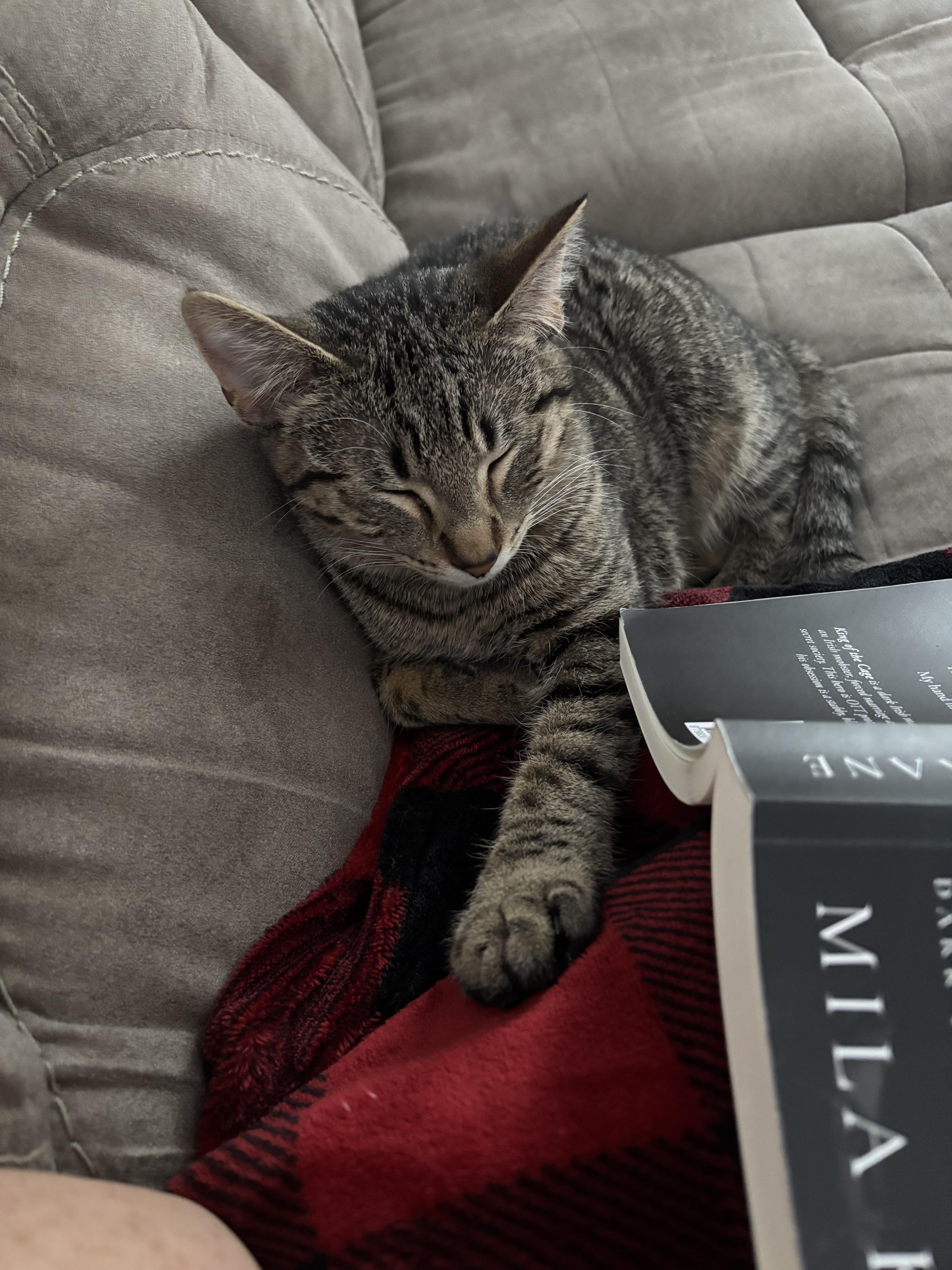 Enlarge Fancy, a Adoptable mixed breed in Steinbach, MB image 6/6