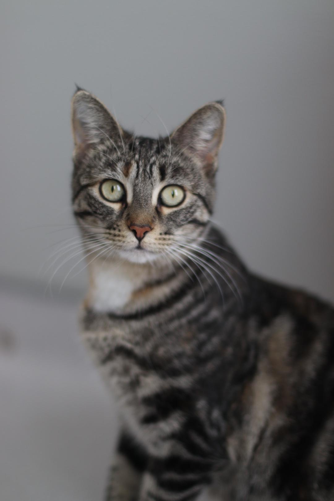 Fancy, a Adoptable mixed breed in Steinbach, MB image 6/6