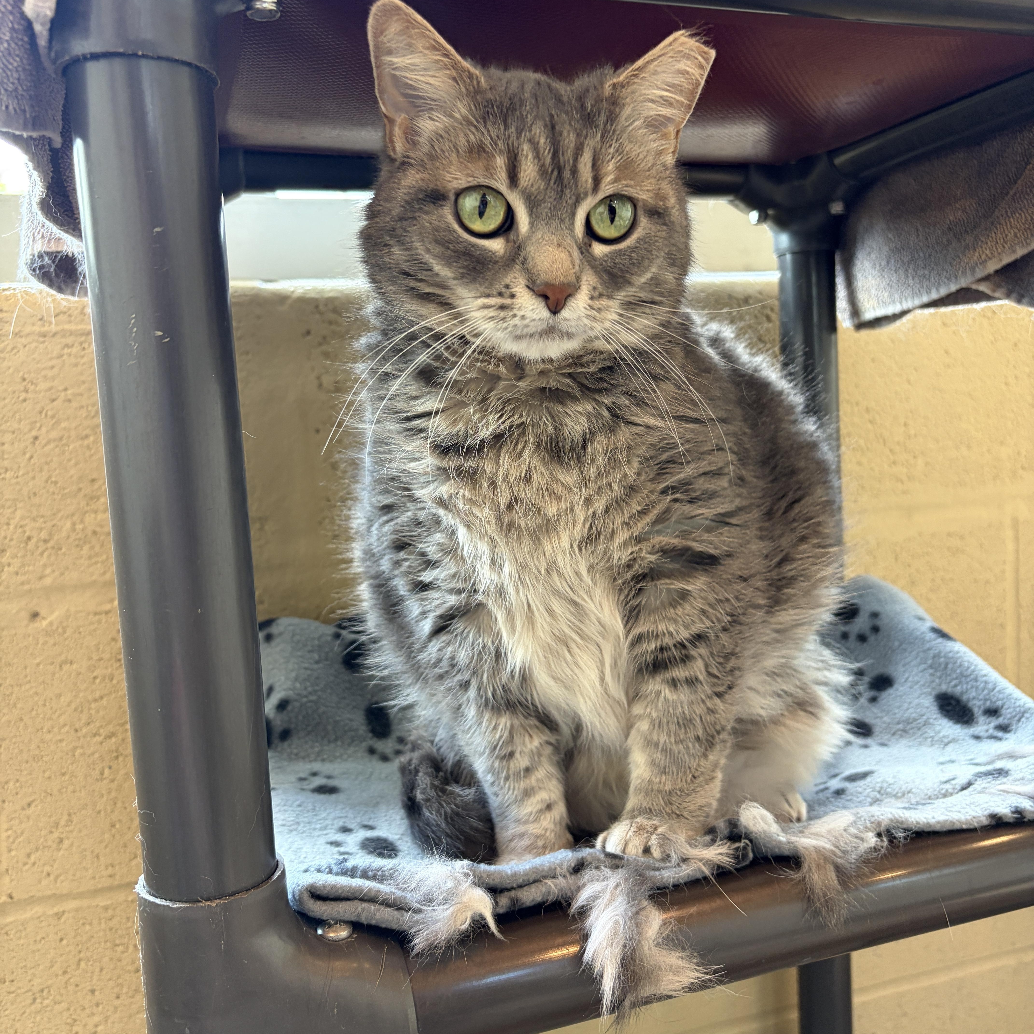 Enlarge Lulu, a Adoptable Domestic Long Hair in Winchester, VA image 3/5