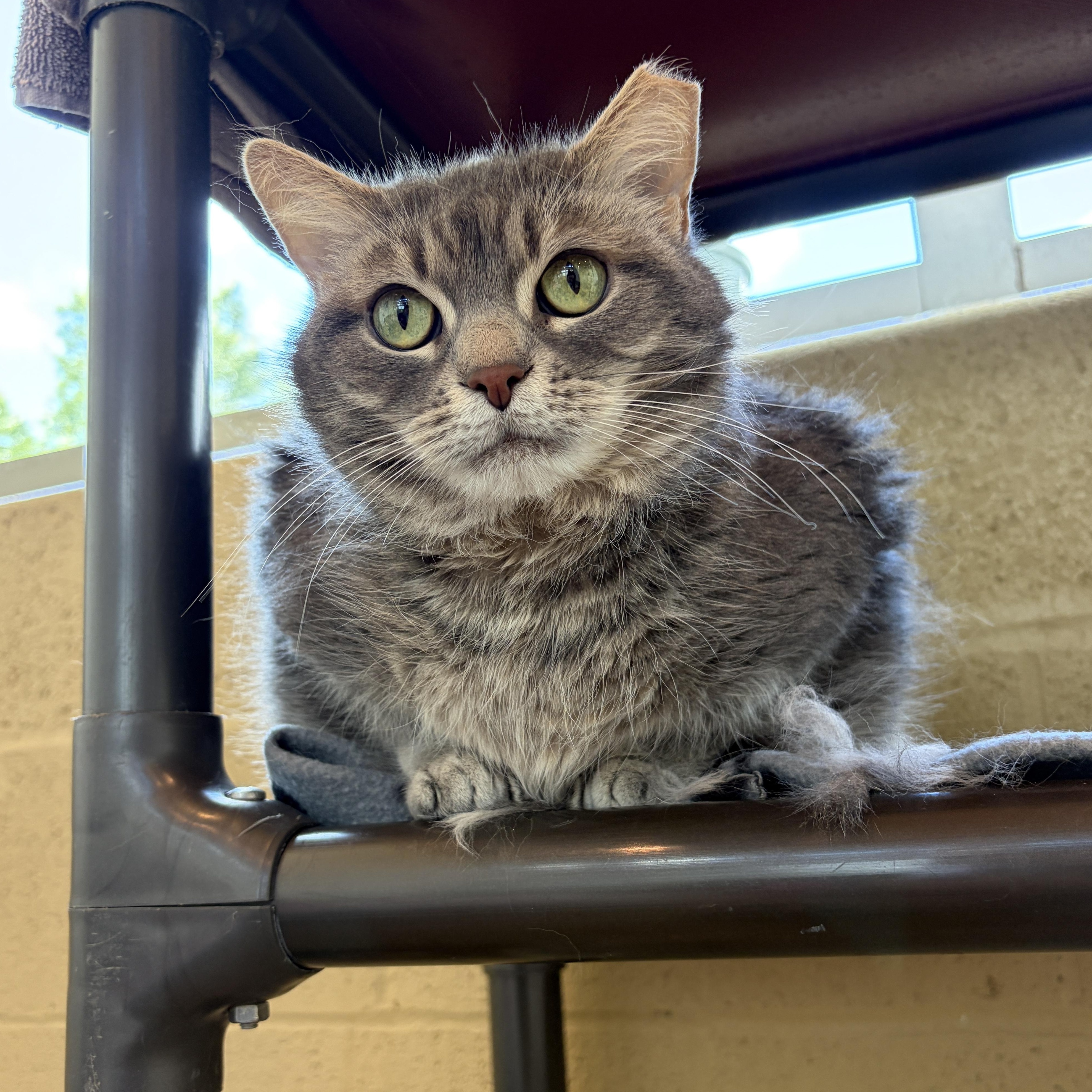 Lulu, Adoptable, Adult Female Domestic Long Hair.