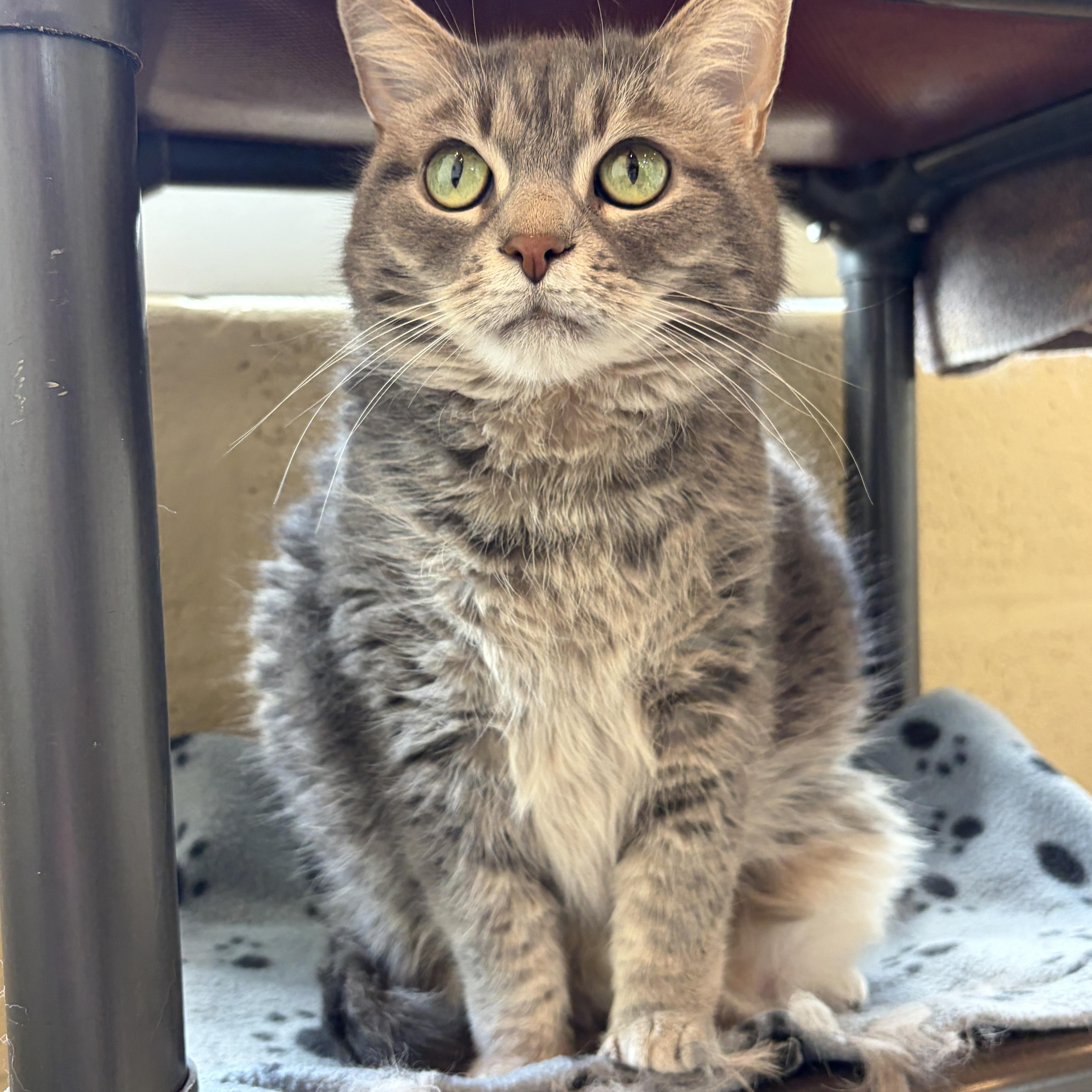 Enlarge Lulu, a Adoptable Domestic Long Hair in Winchester, VA image 4/5