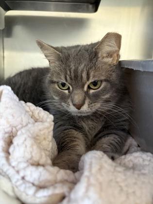 Enlarge Lulu, a Adoptable Domestic Long Hair in Winchester, VA image 2/5