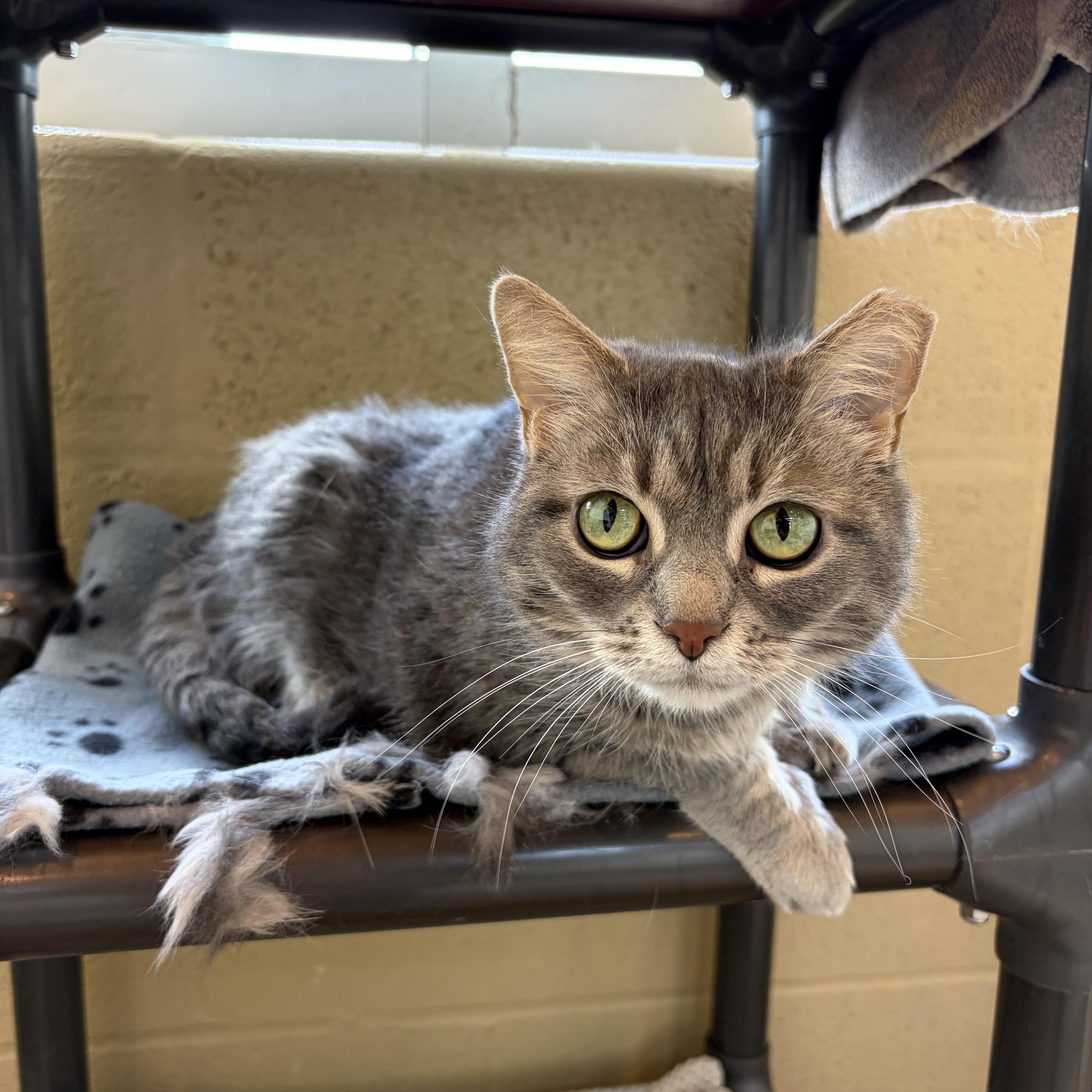 Enlarge Lulu, a Adoptable Domestic Long Hair in Winchester, VA image 5/5